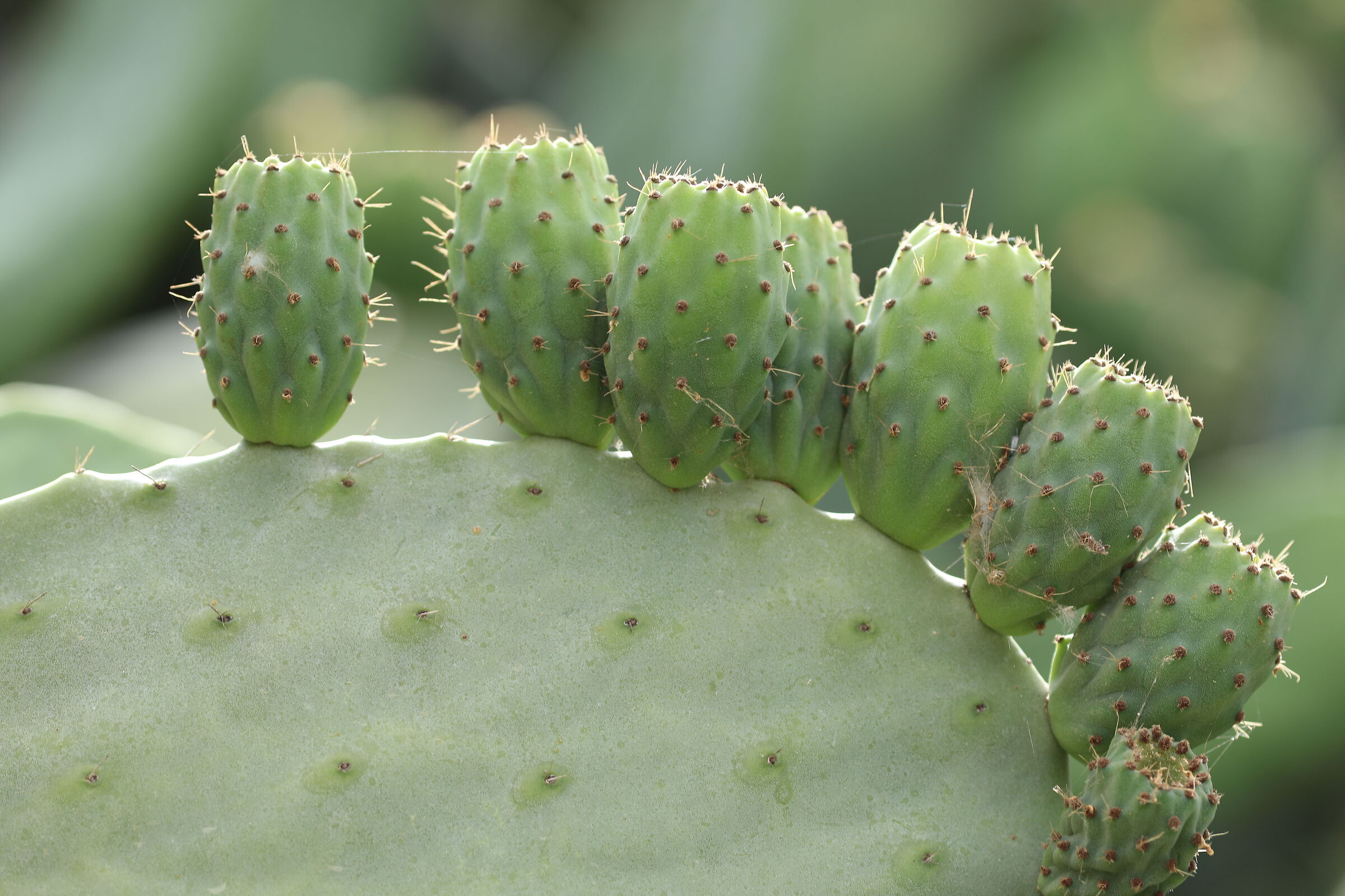 " Crop 189 " Canon 5 D IV, 135 F. 2 L usm+ TC 1.4 ...