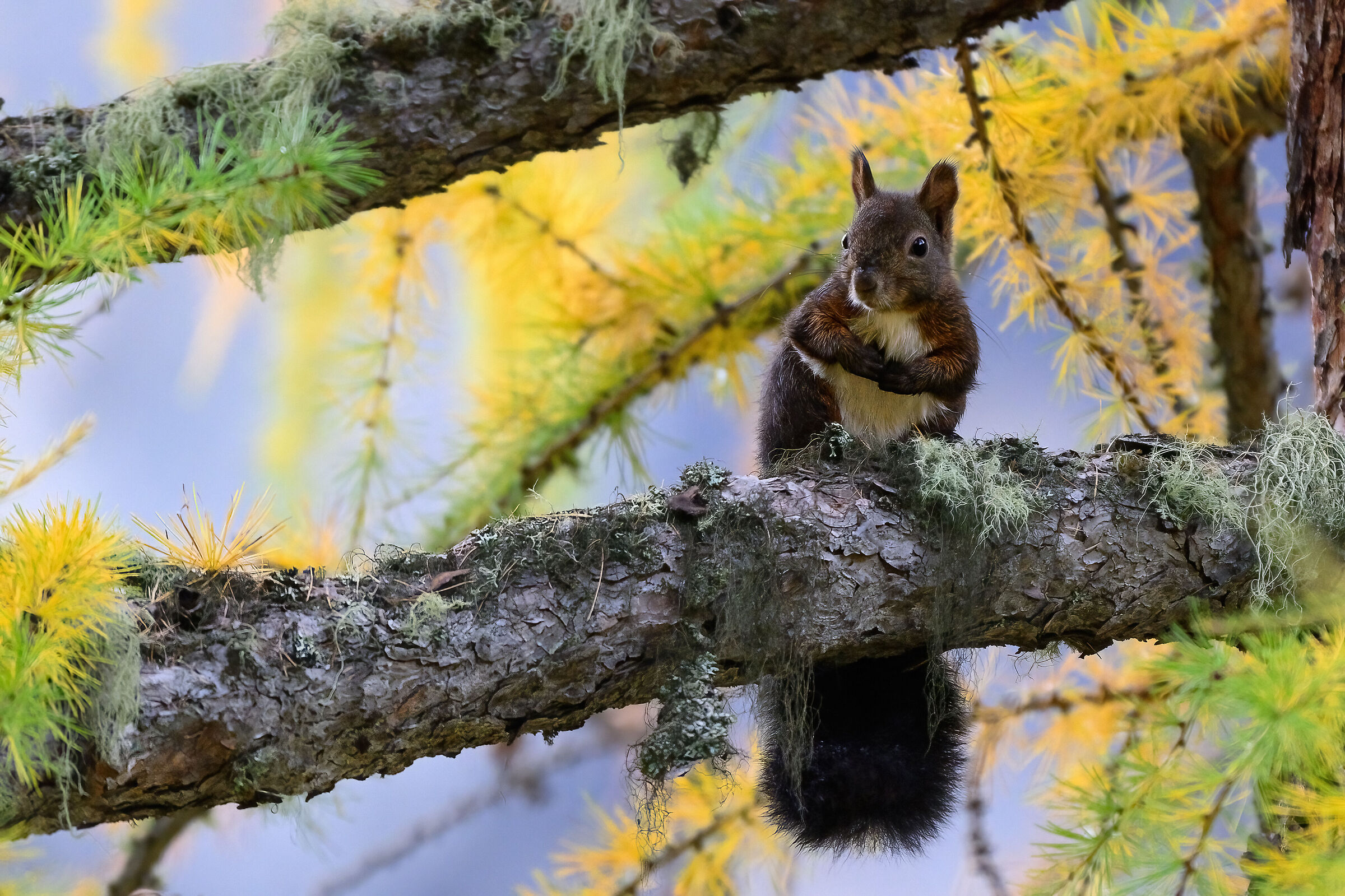 The larch and its inhabitants