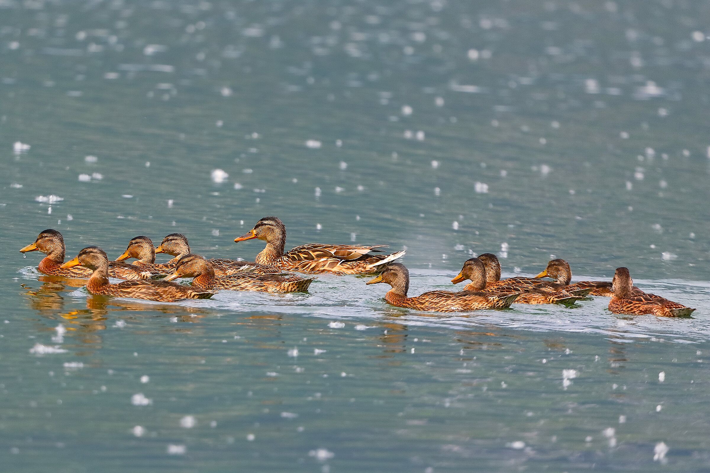 Germani 09 maggio 2024 - 0015