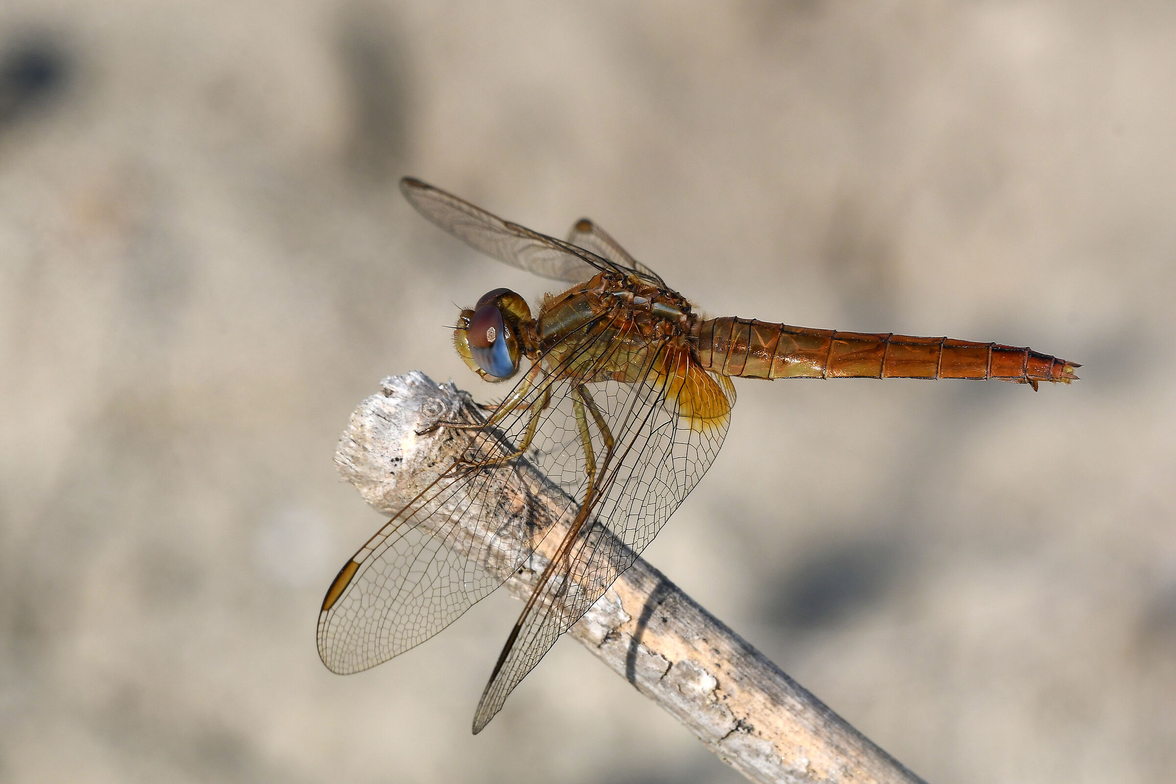 Venerosse cardinal (Sympetrum fonscolombii)