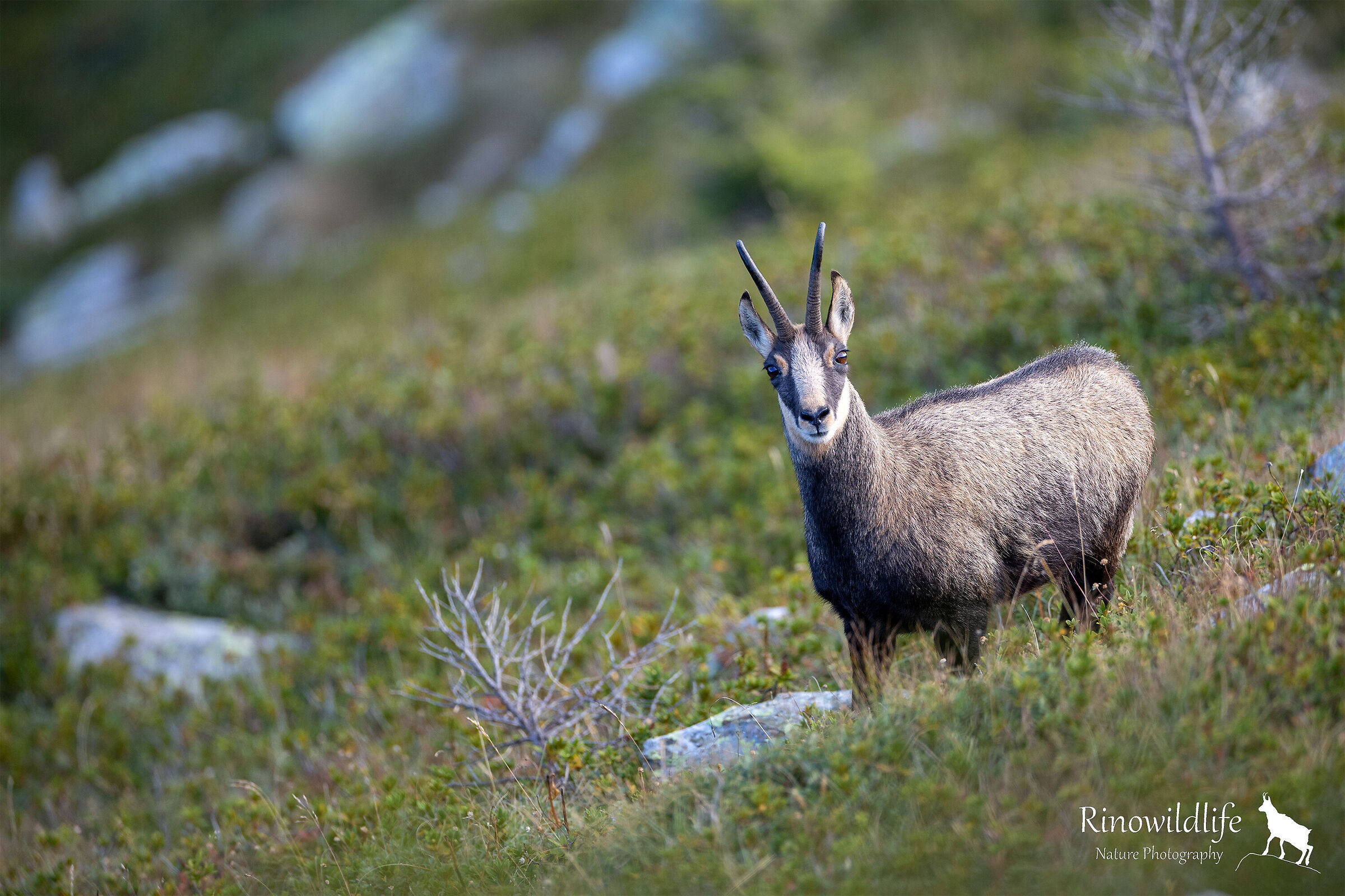 The Alpine meadows, kingdom of the Chamois