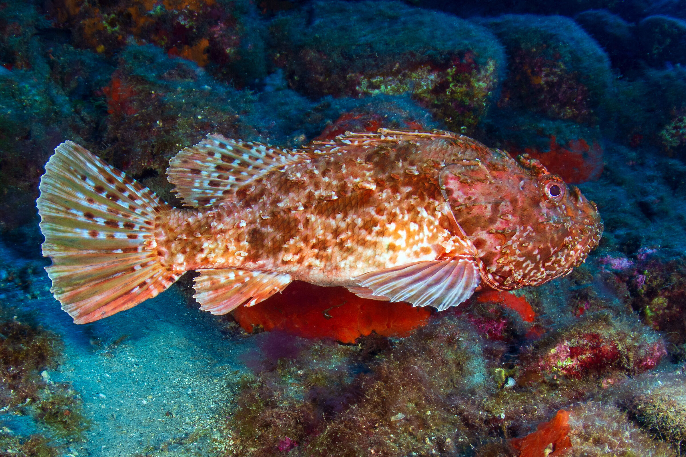 Scorpionfish