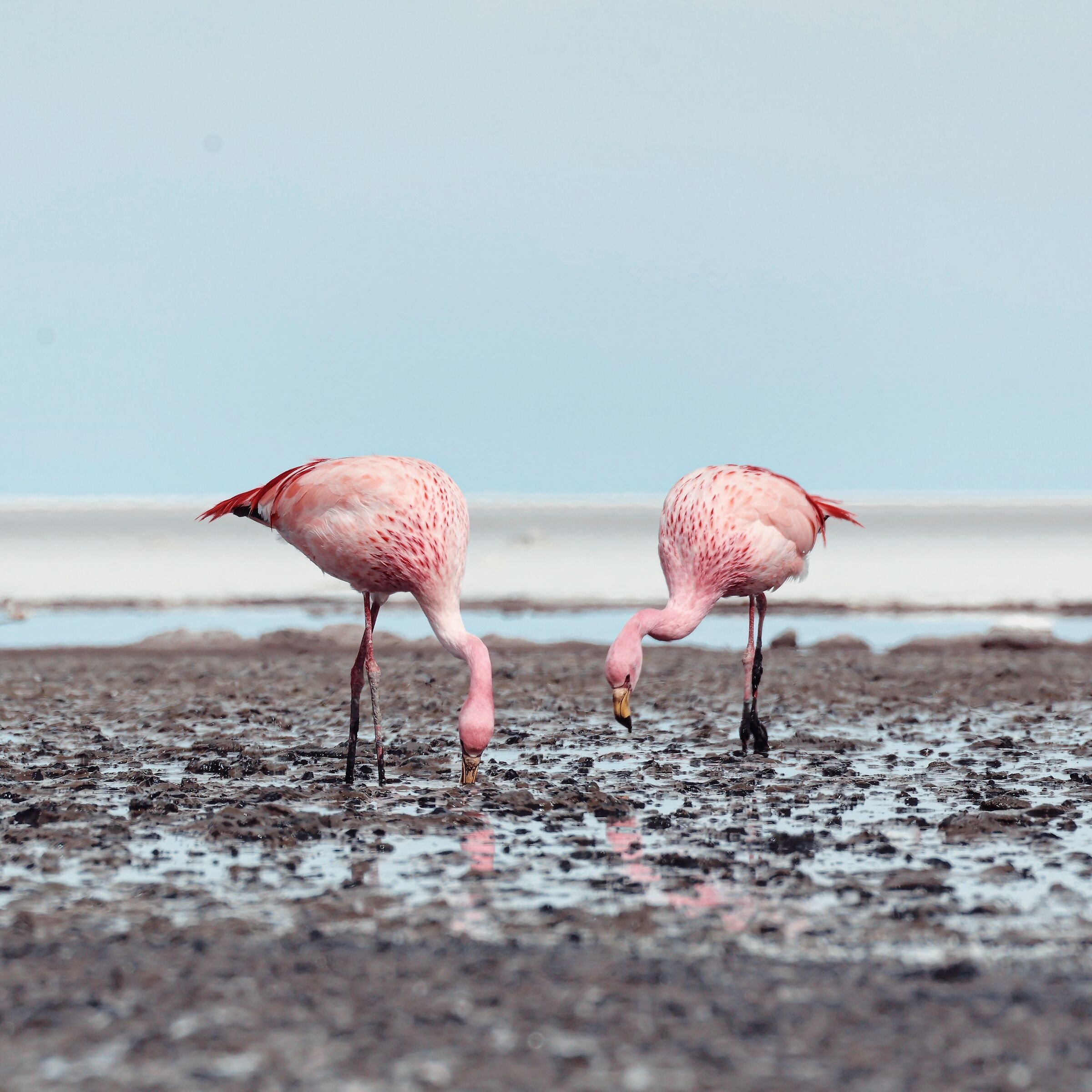 Flamingoes