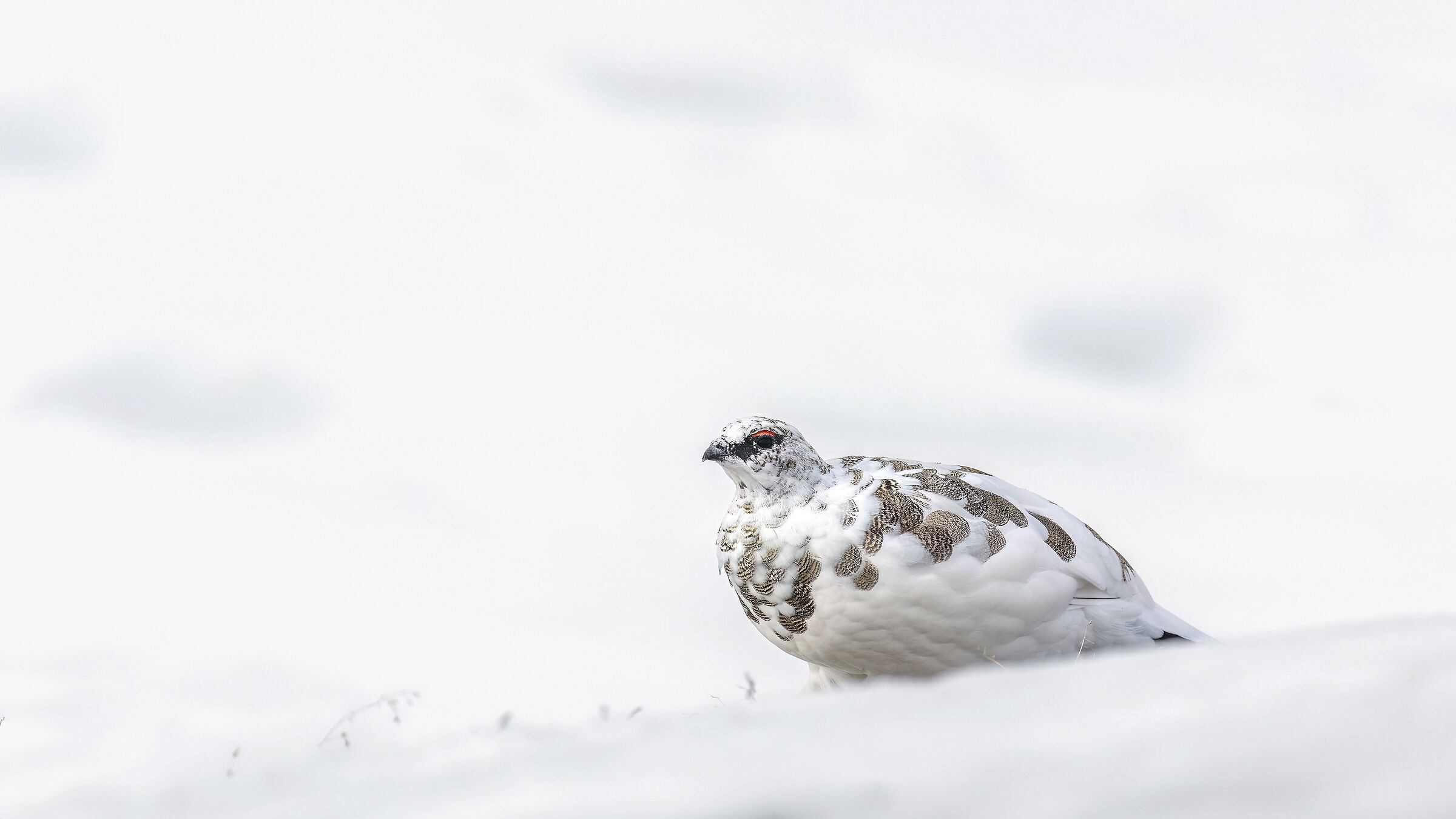 ptarmigan