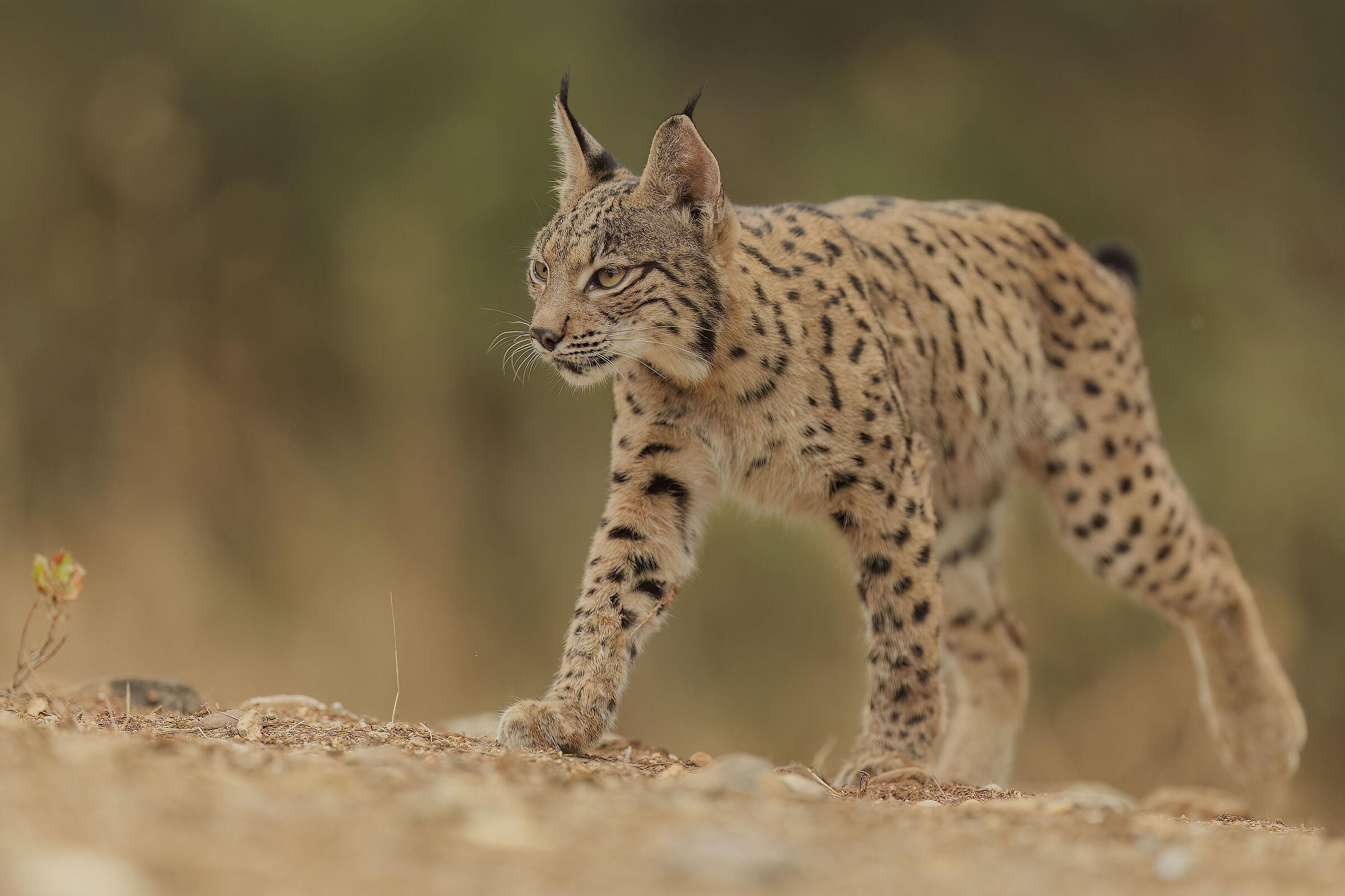 Lynx Baby