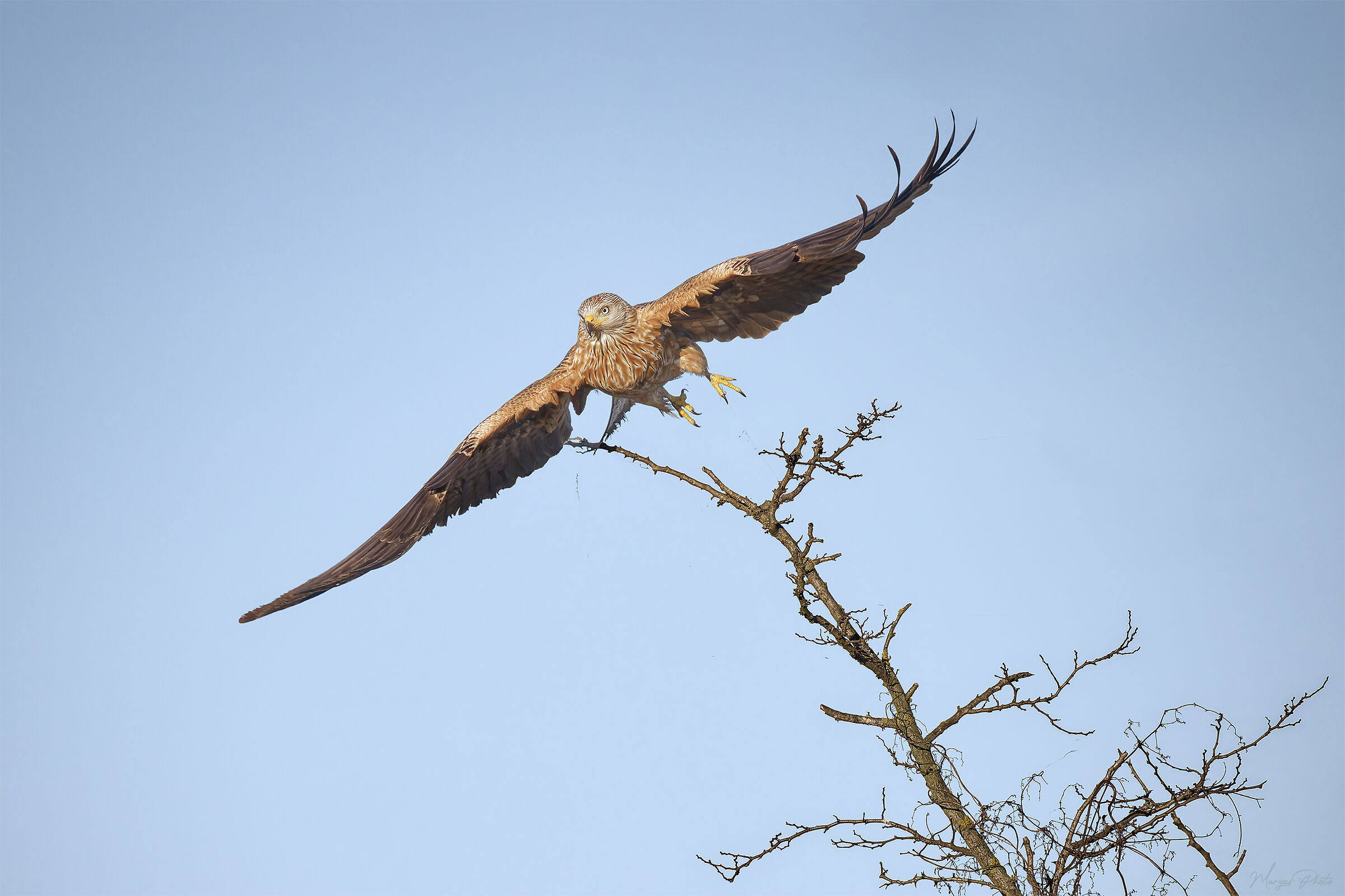 Nibbio reale allo stacco