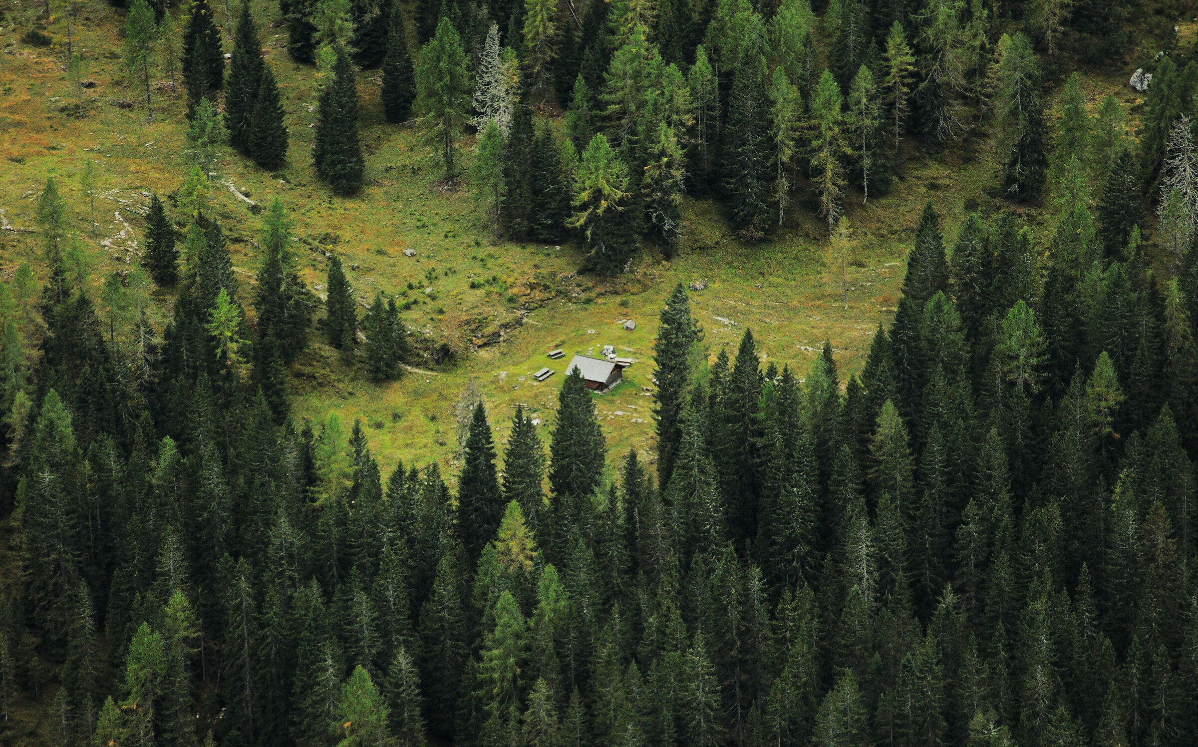 Tra le Conifere (Malga Brenta Alta)