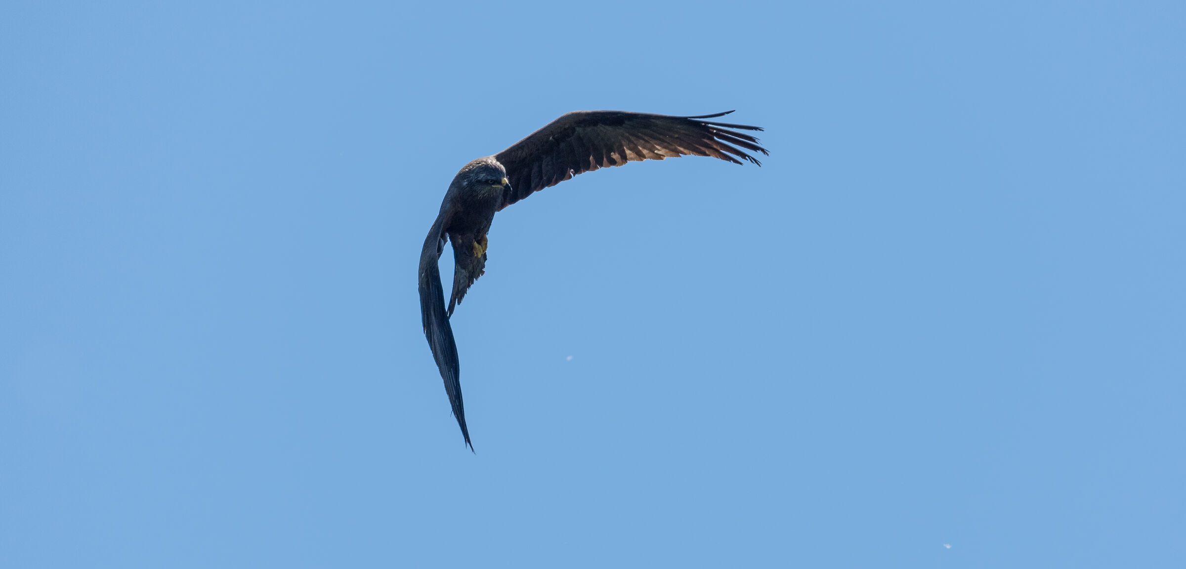 black kite