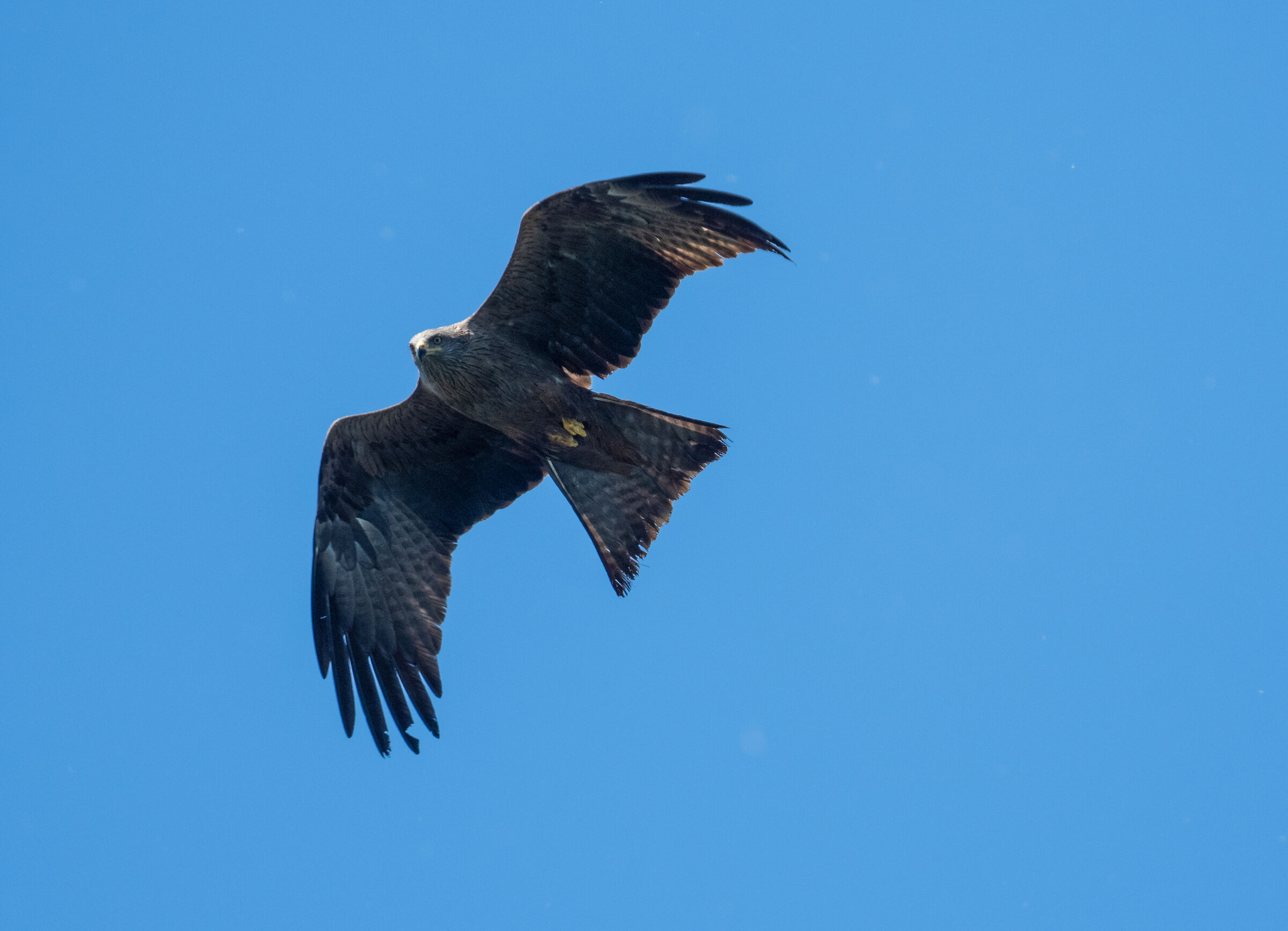 black kite
