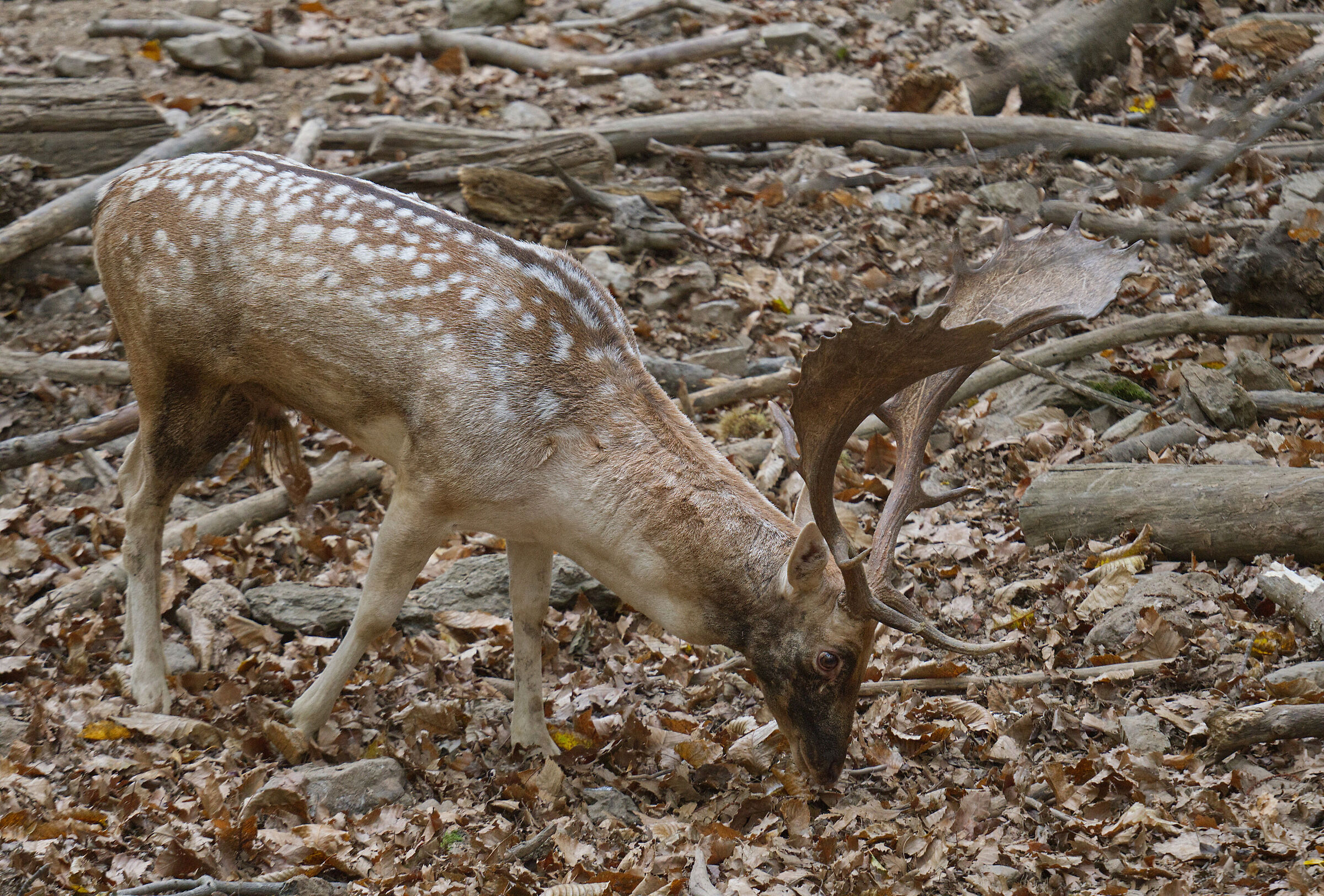 Male fallow deer Palancone