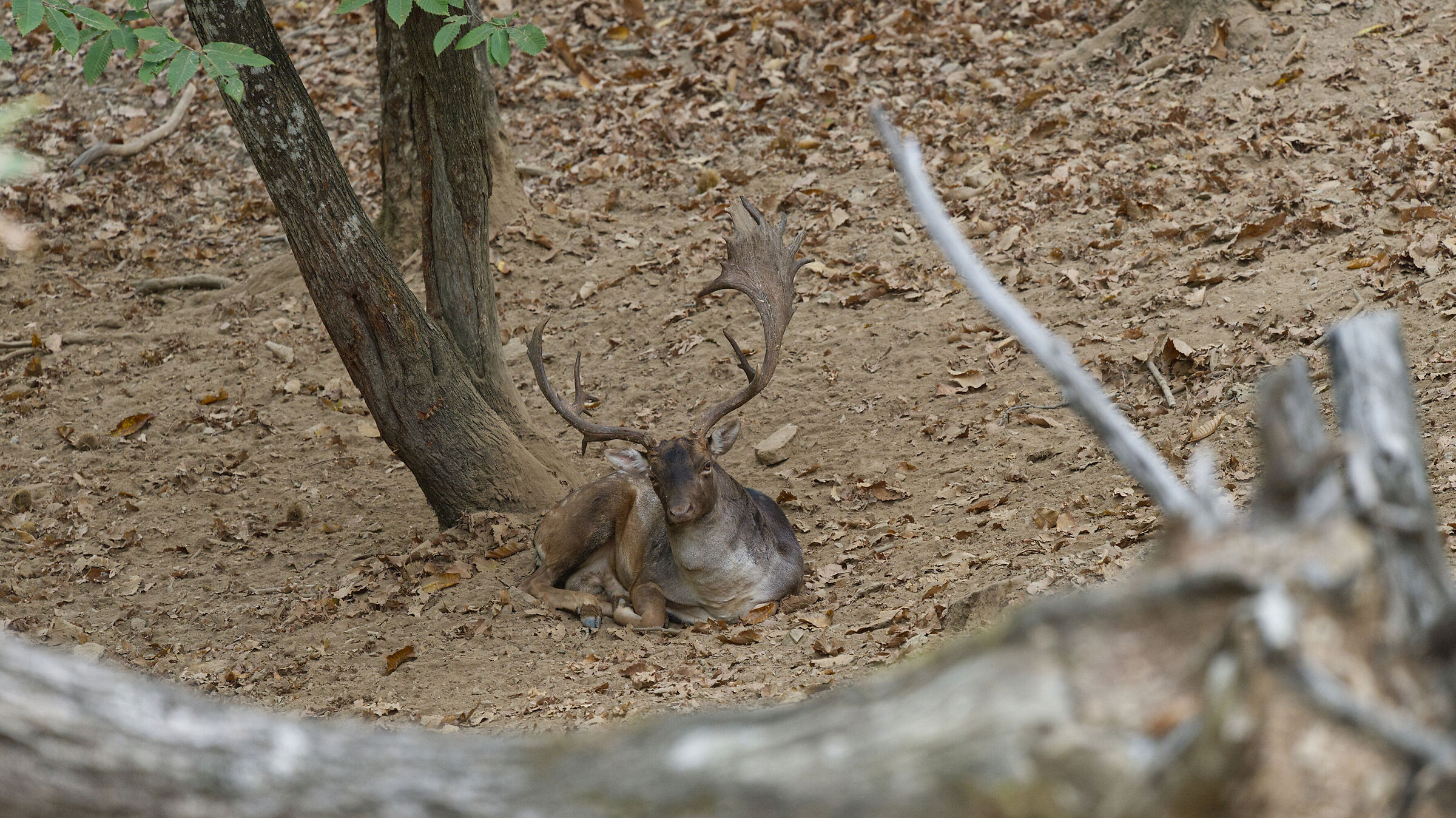 Male fallow deer Palancone
