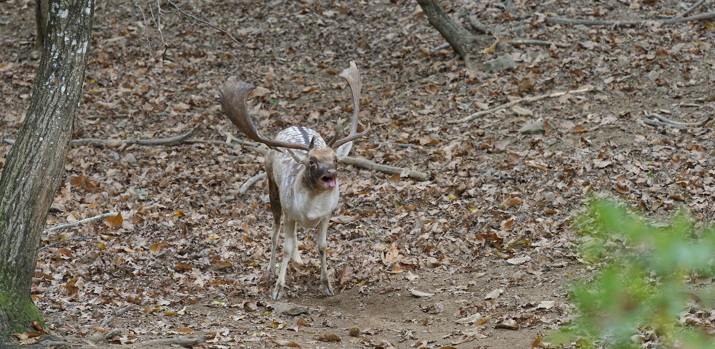 Male fallow deer Palancone