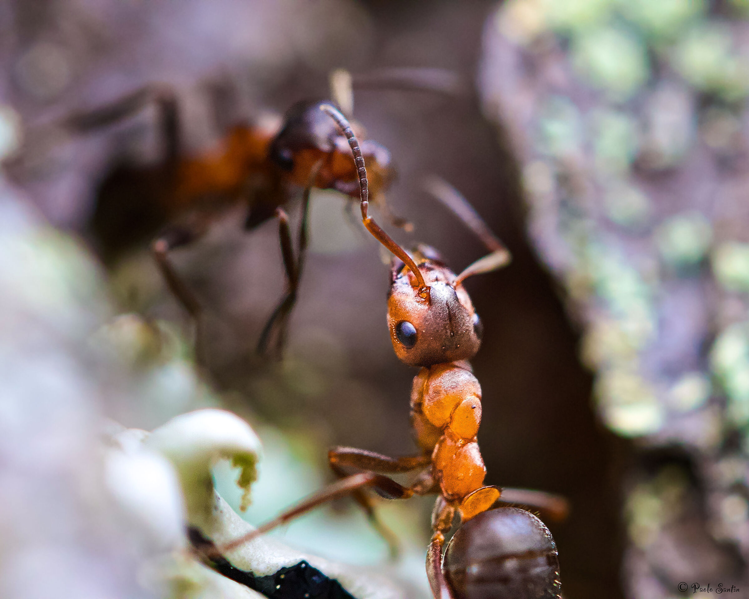 Formica rufa. (Macro)