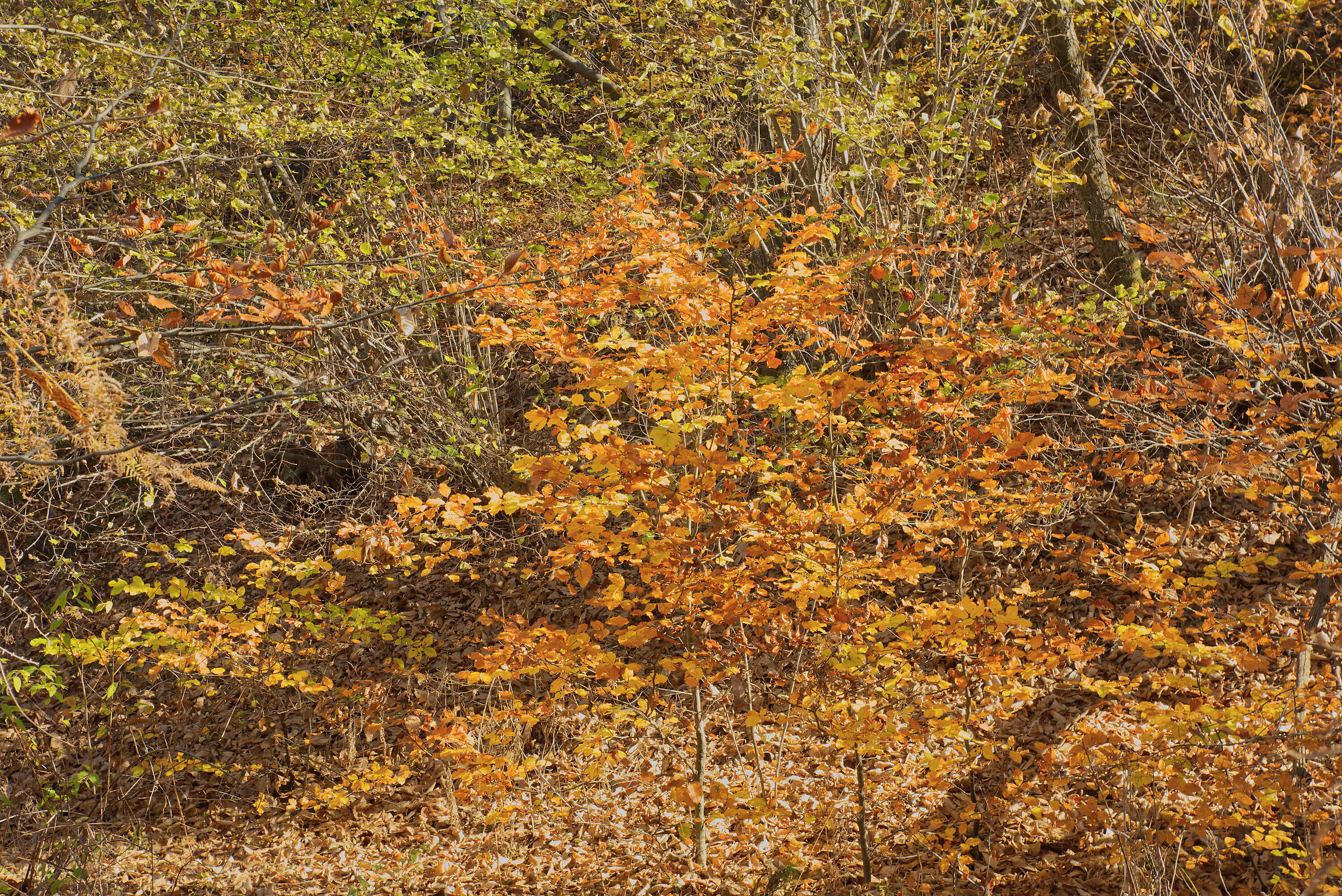 A dip in the woods - November 2022
