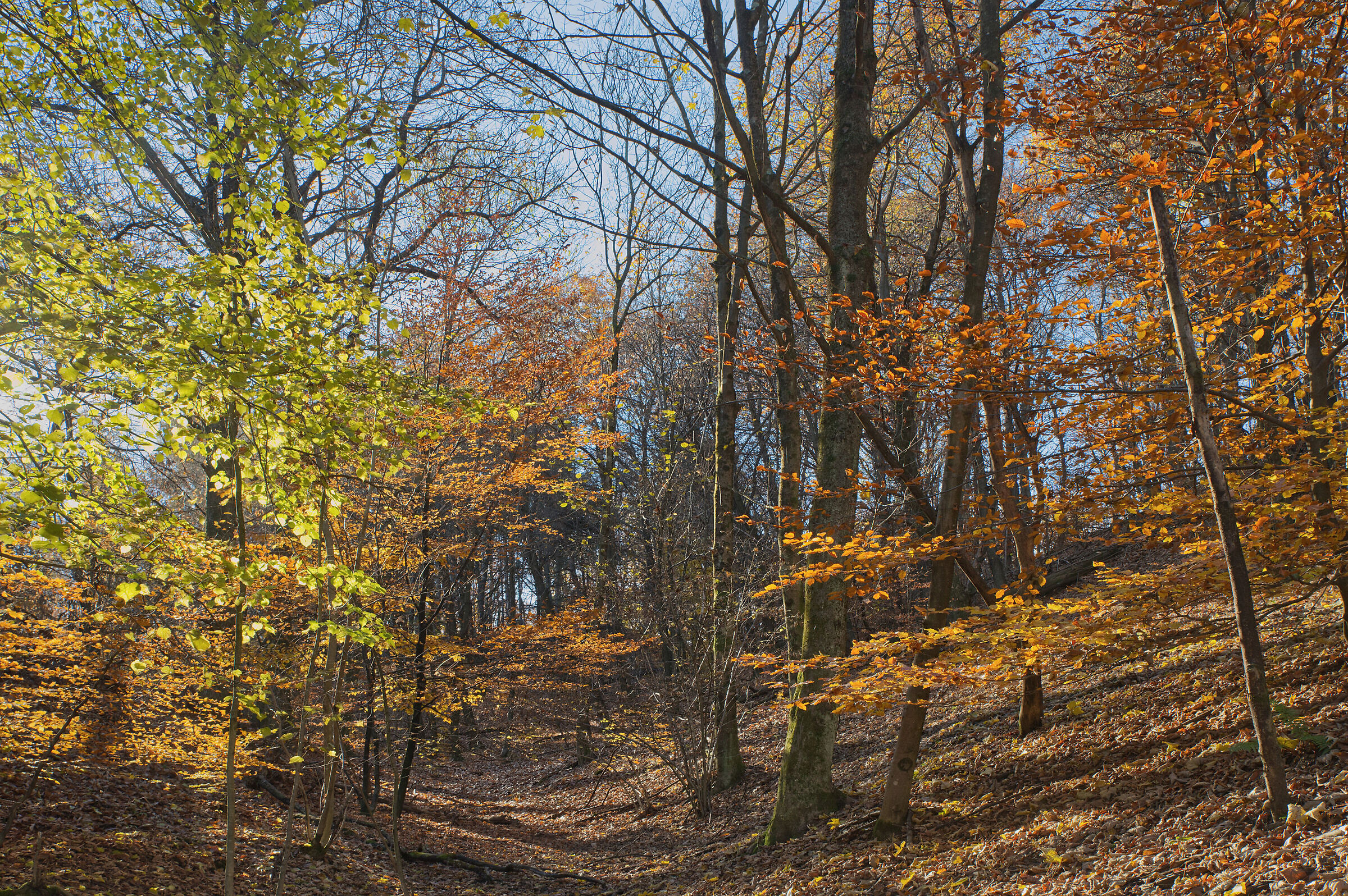 A dip in the woods - November 2022