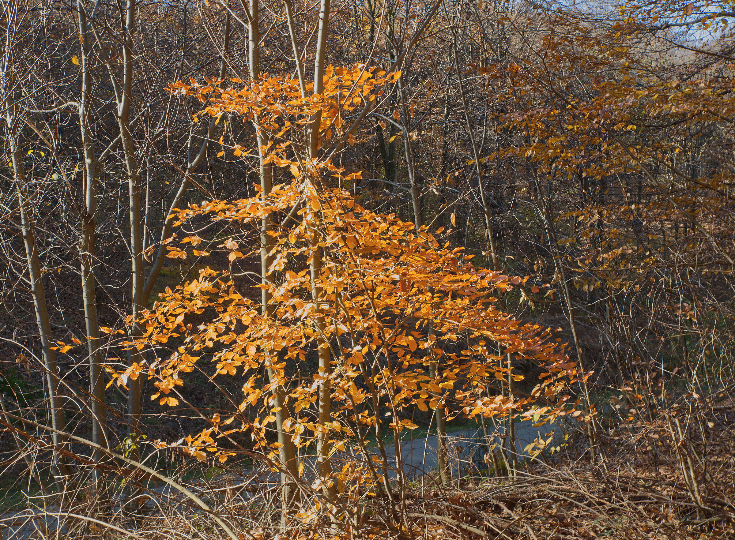 A dip in the woods - November 2022