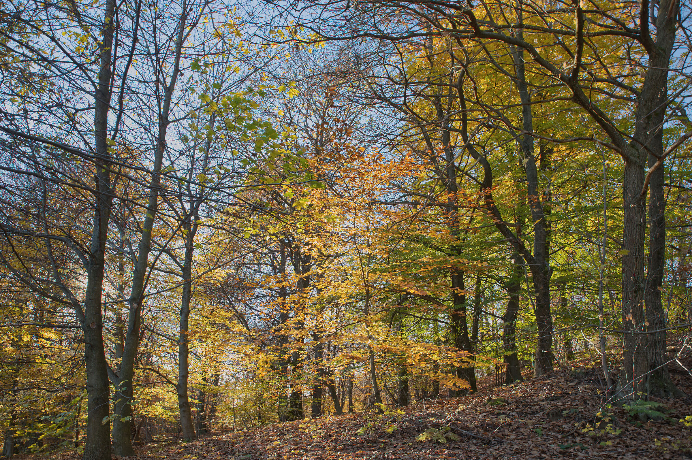 A dip in the woods - November 2022