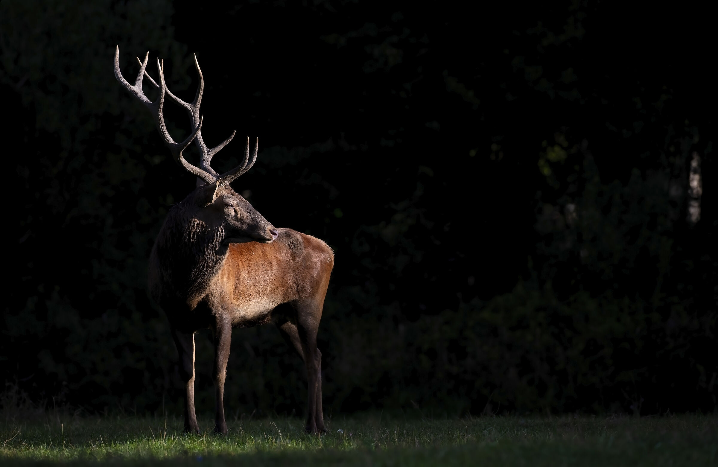 Noble deer