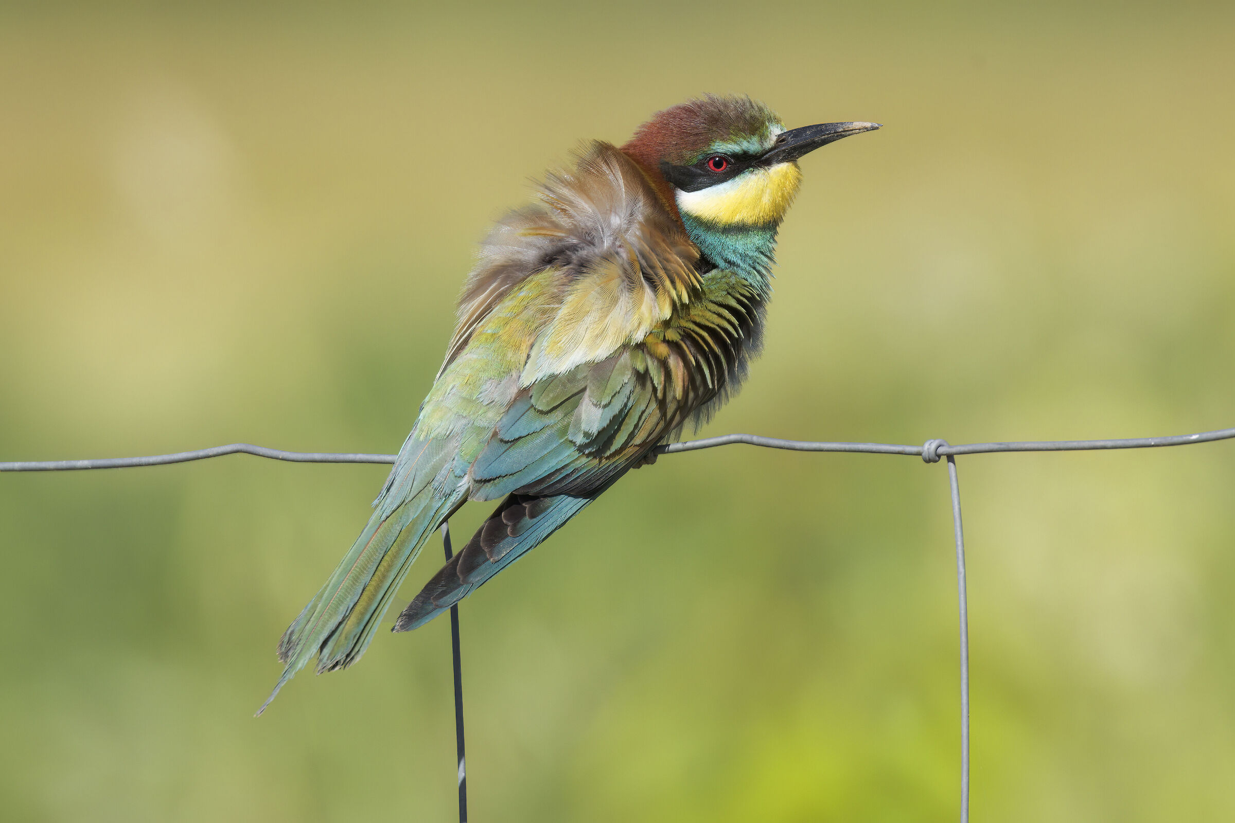 Bee-eater