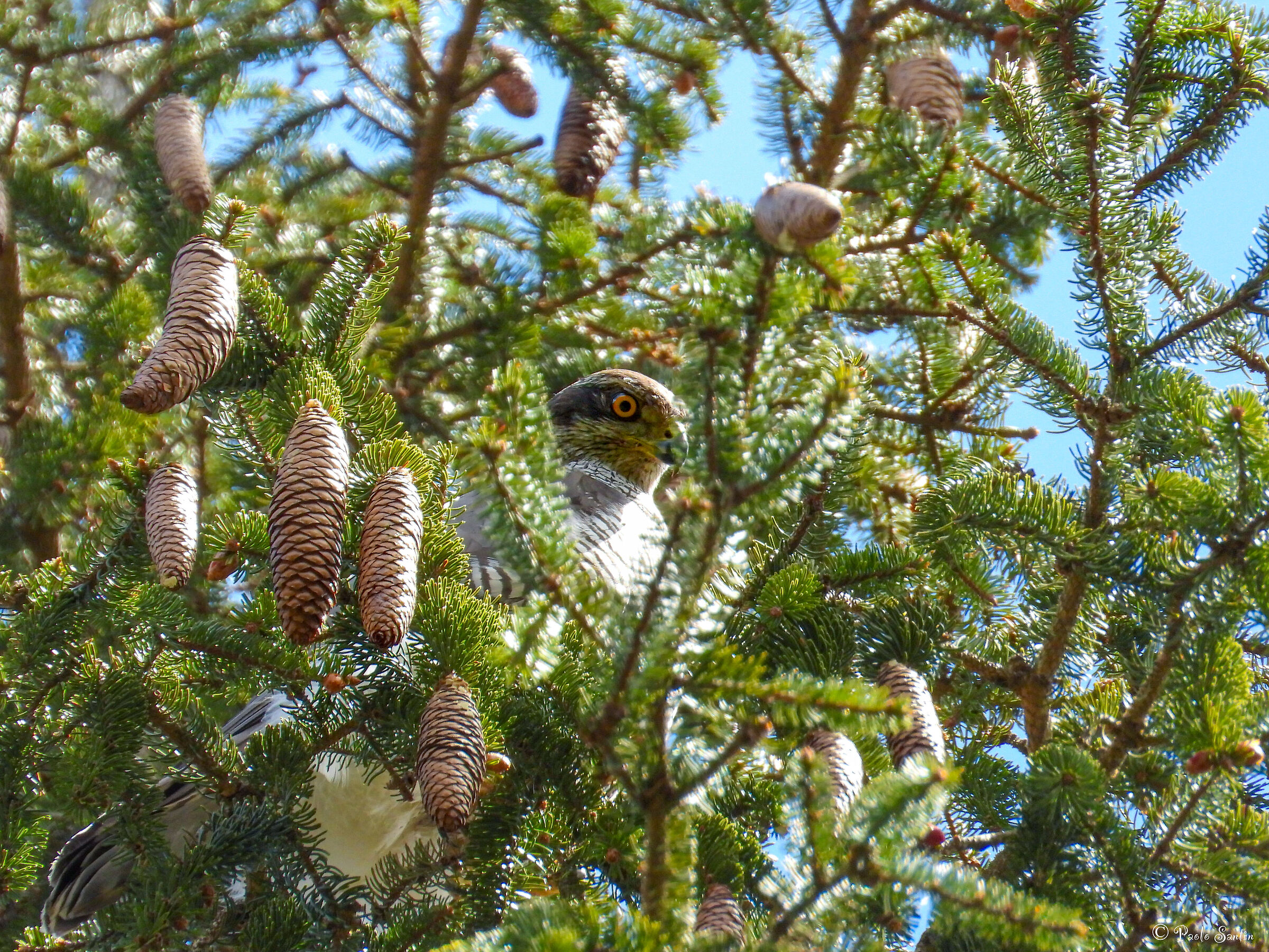 The cunning Sparrow controls me