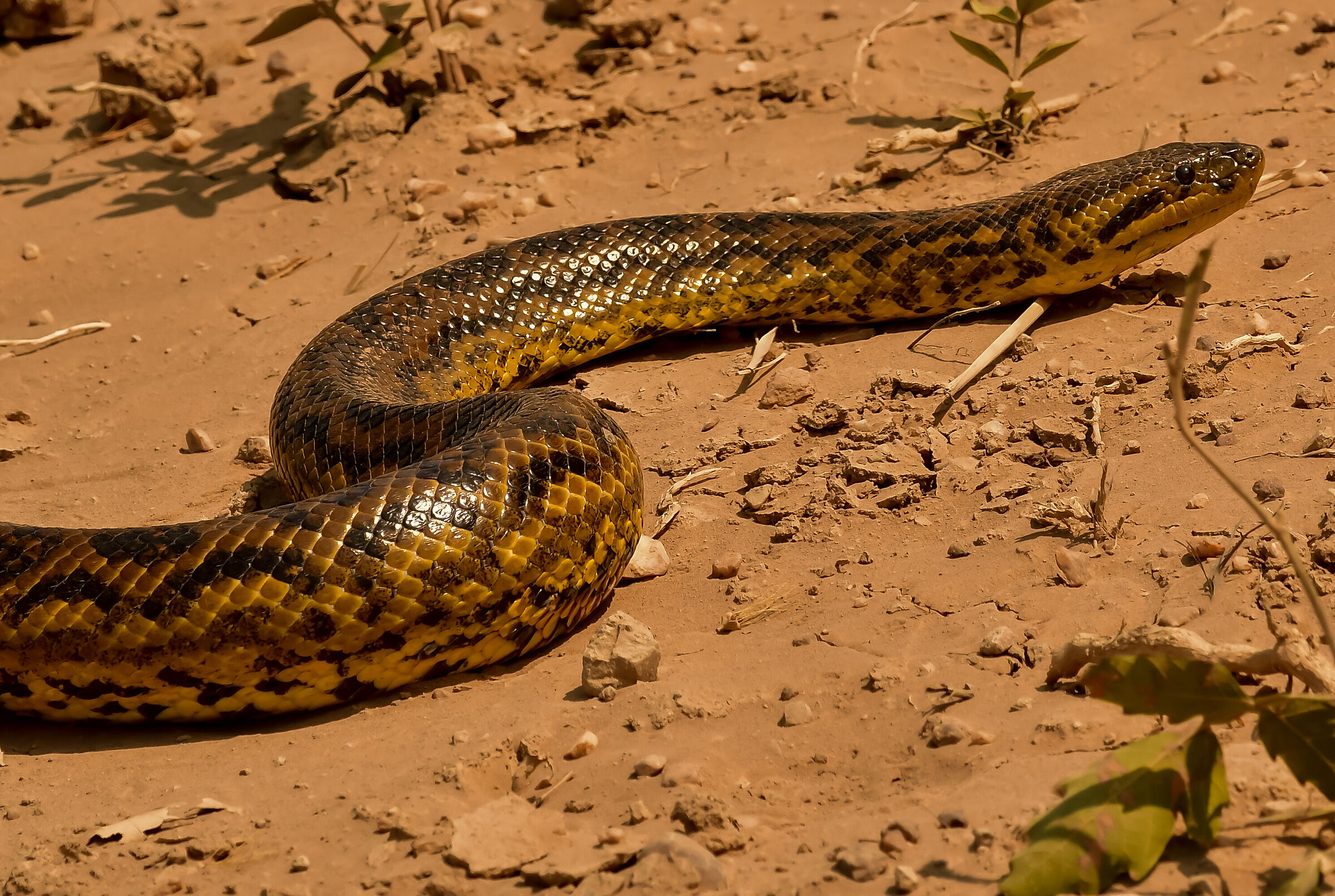 L'anaconda giallo