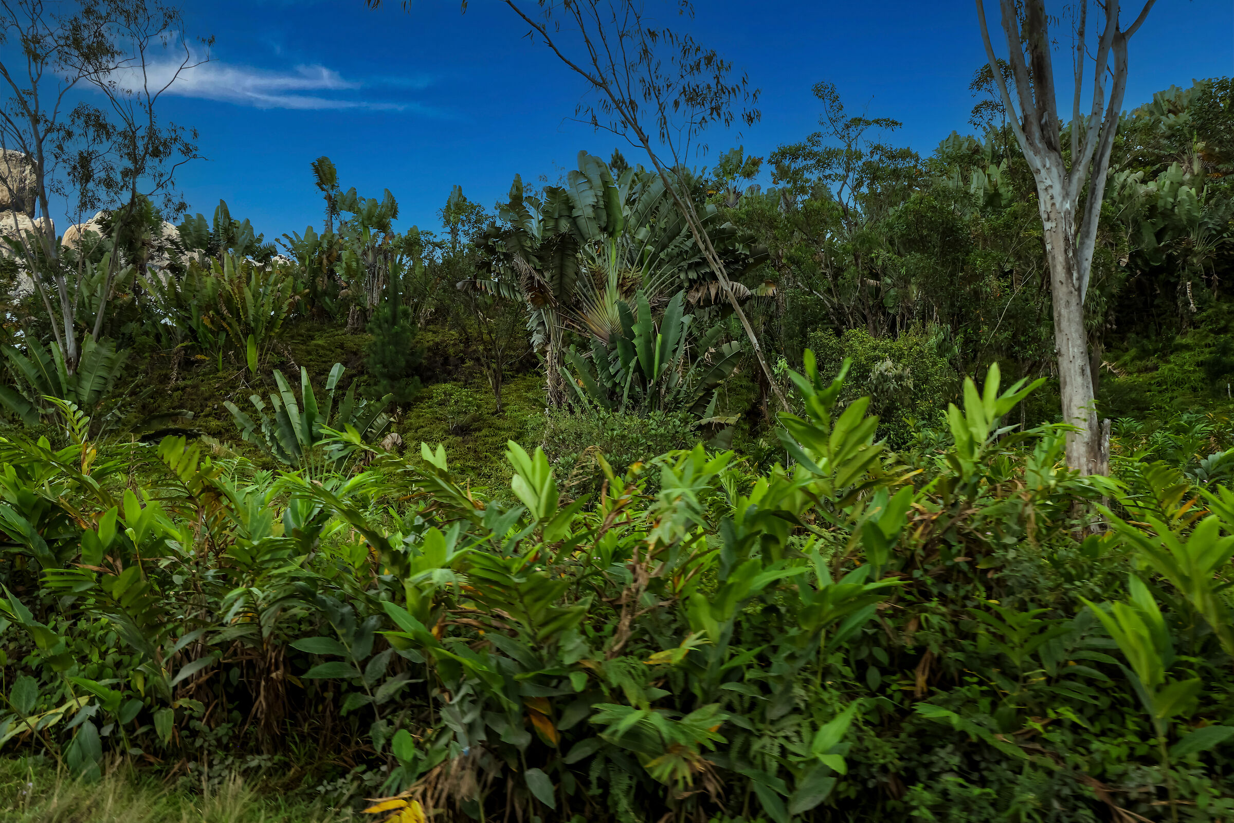 the high mountain forest in Madagascar