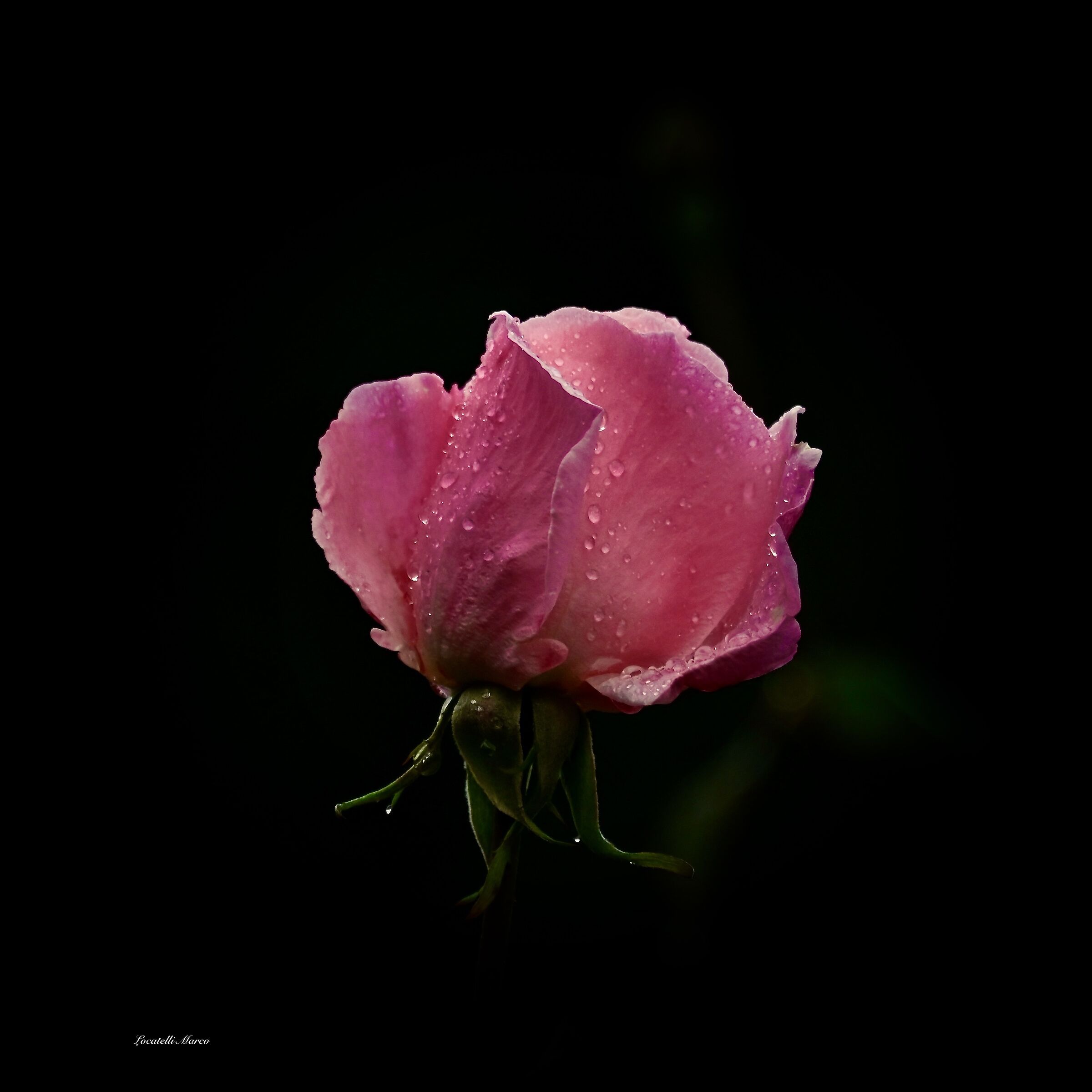 Rose