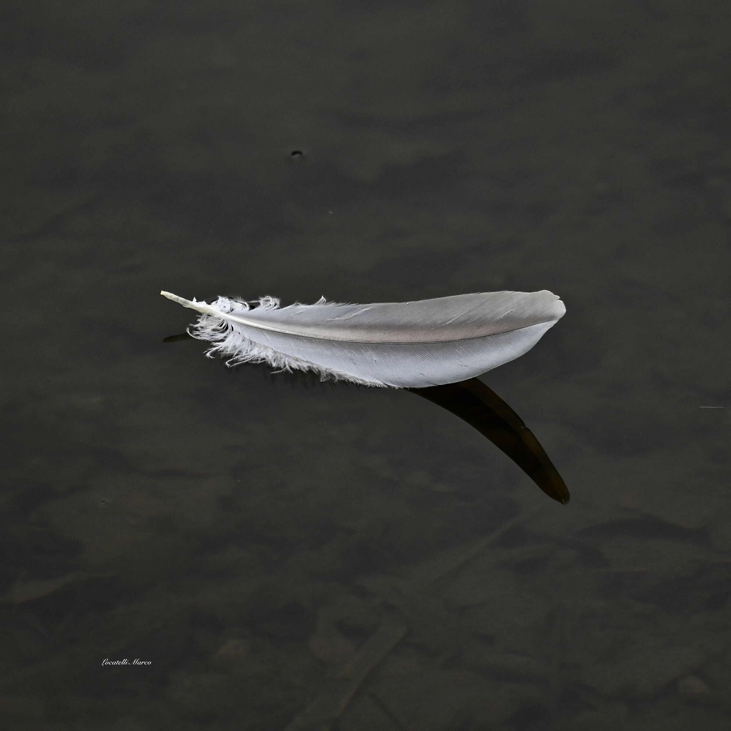 Feather