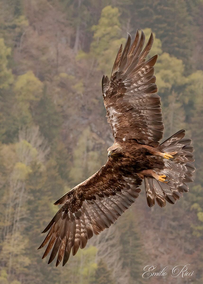 Golden Eagle Italian Alps