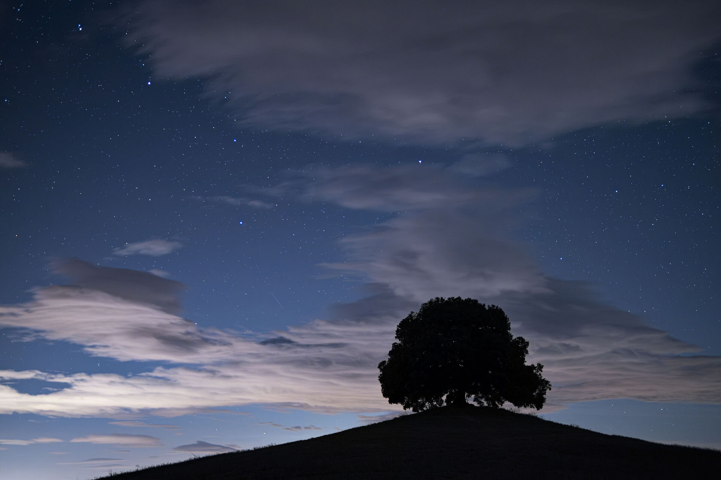 Holm oak of Pieve a Salti