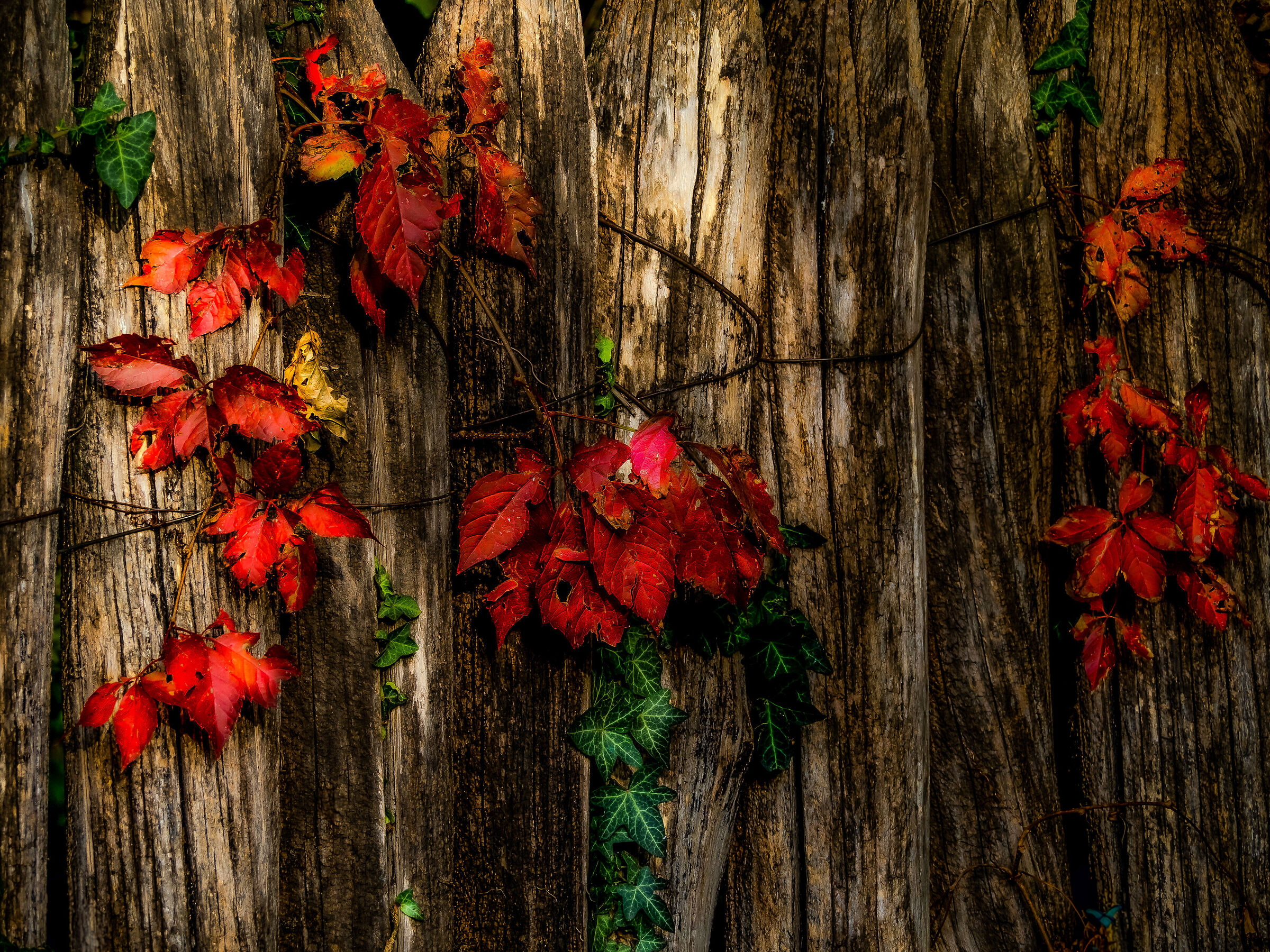 Semplicemente autunno....