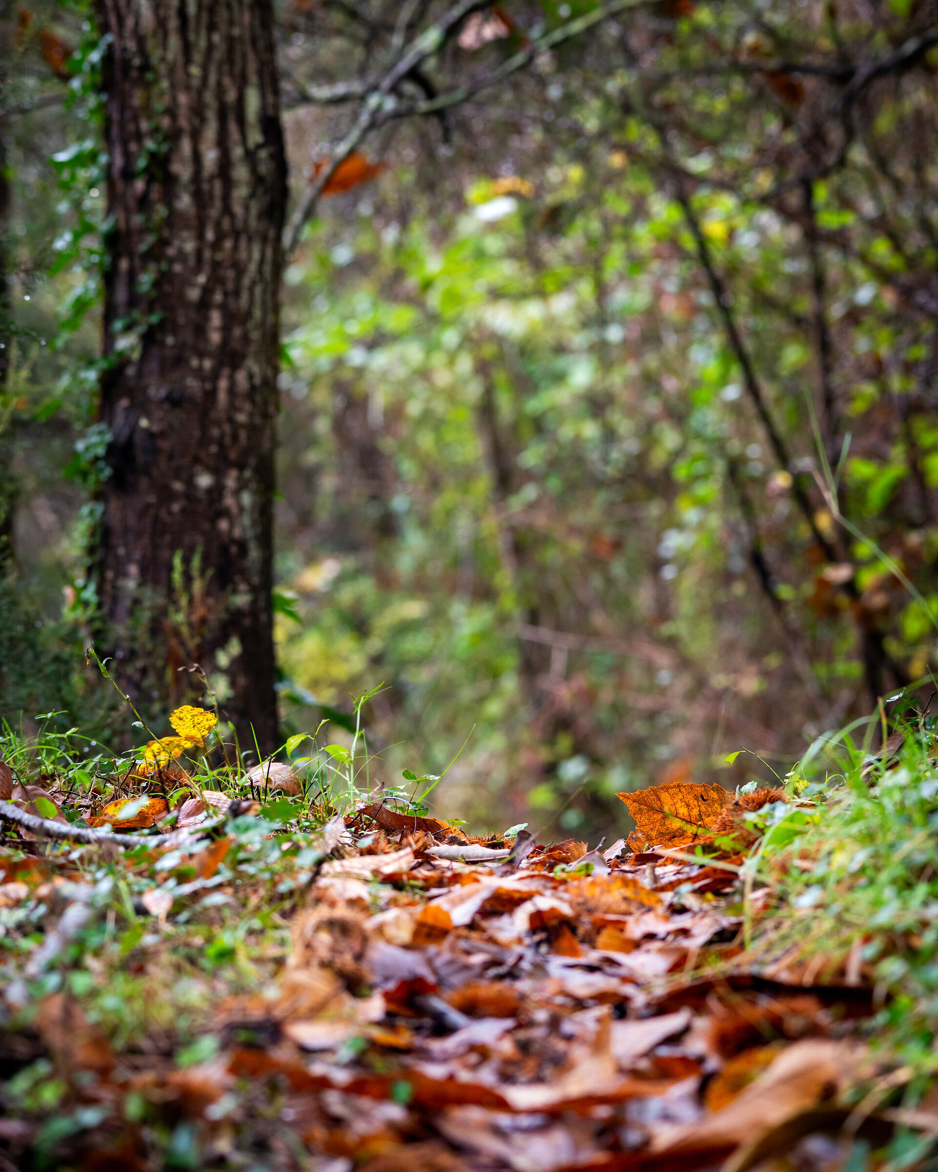 Passeggiando d'autunno