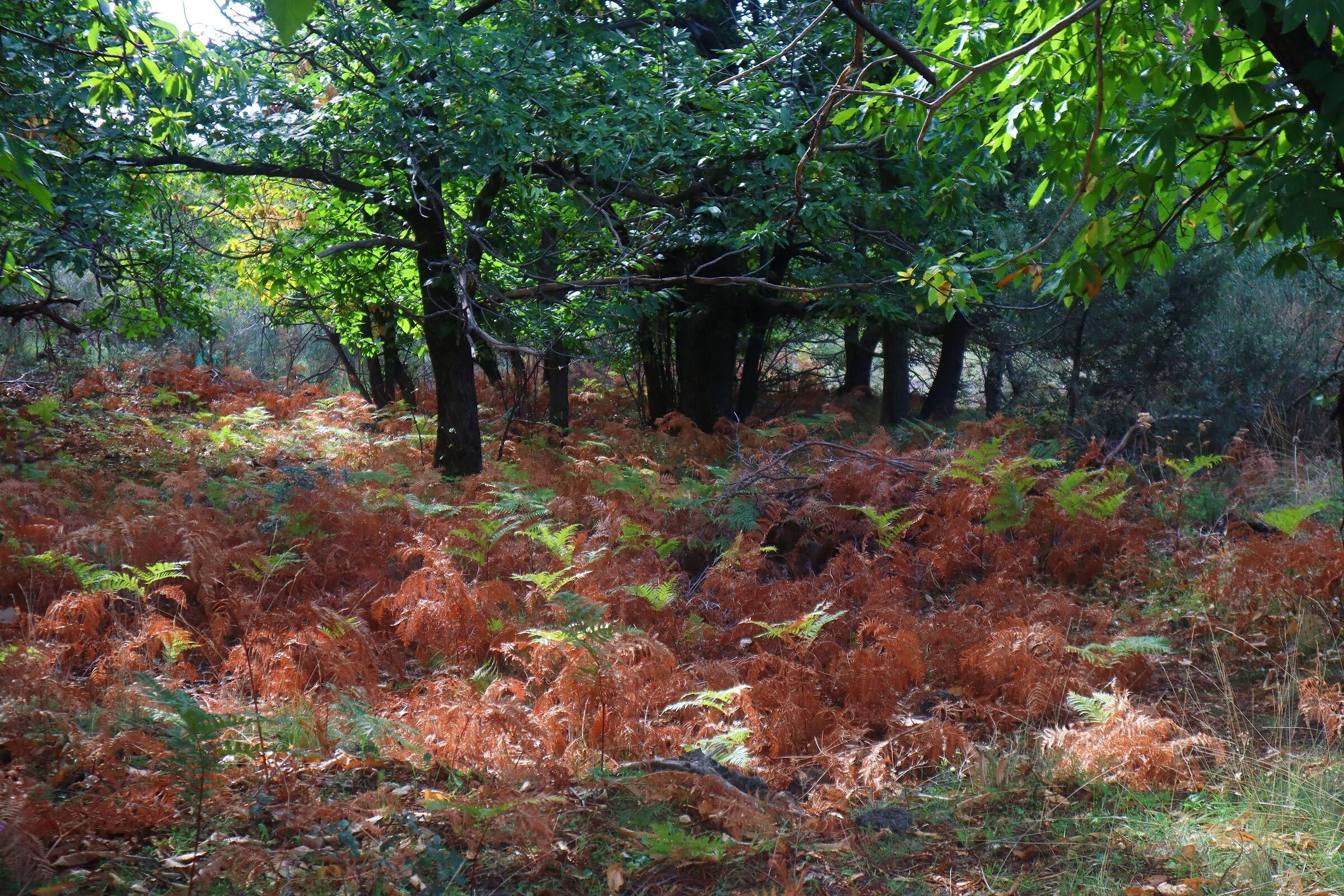 Autumn ferns