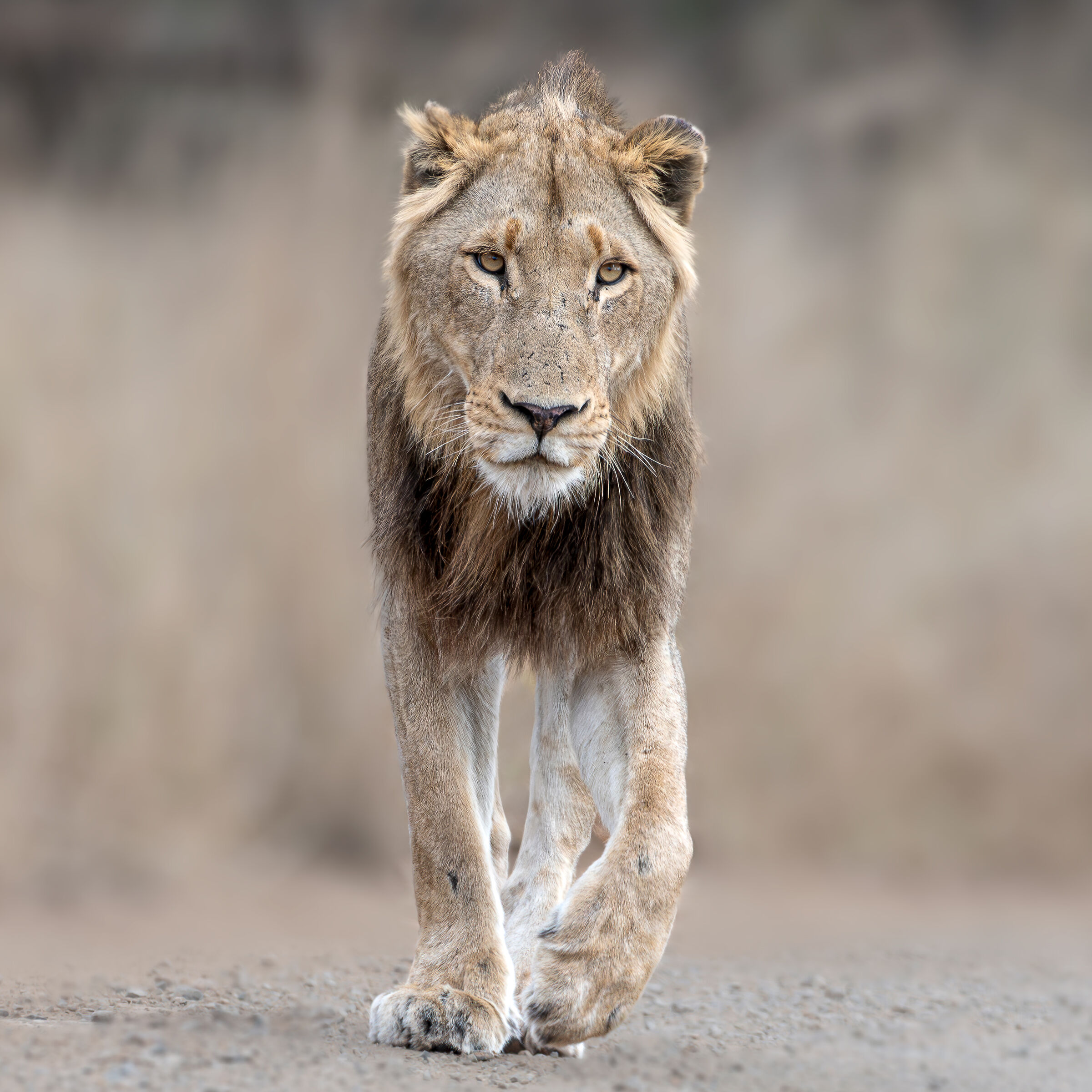 The King