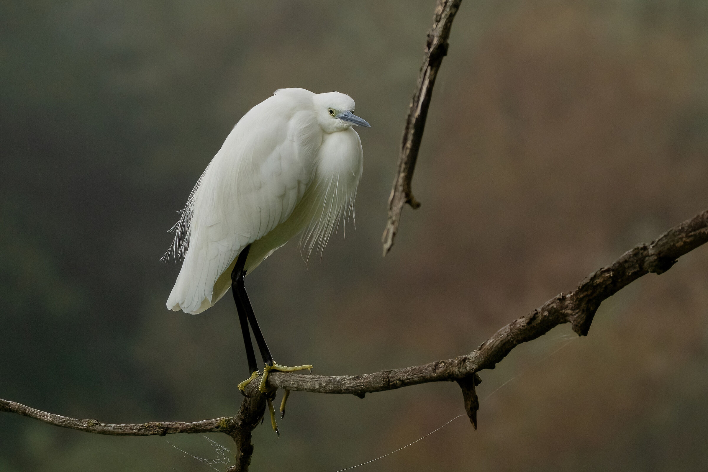 Garzetta egretta