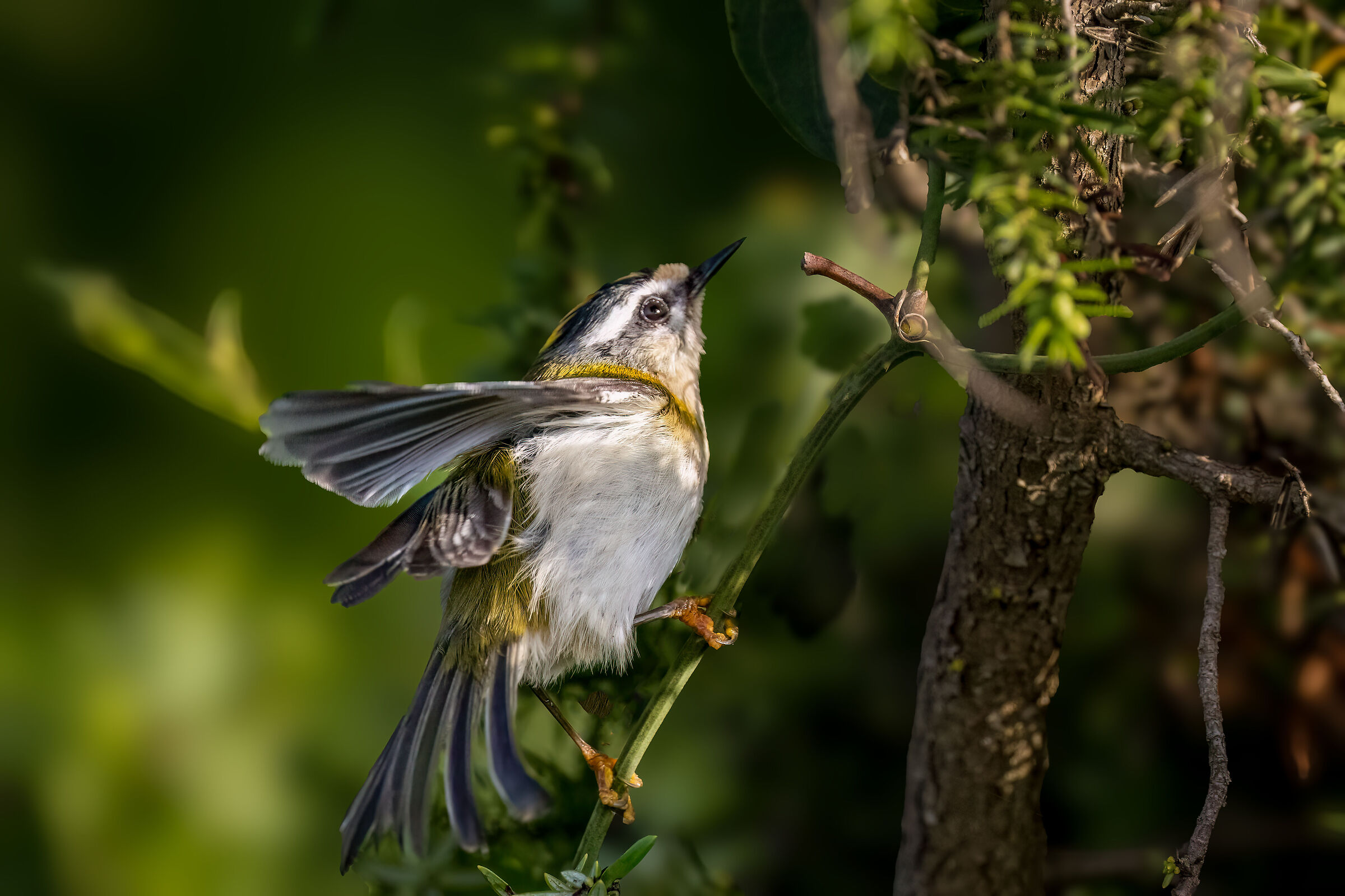 Il fiorrancino (Regulus ignicapilla)