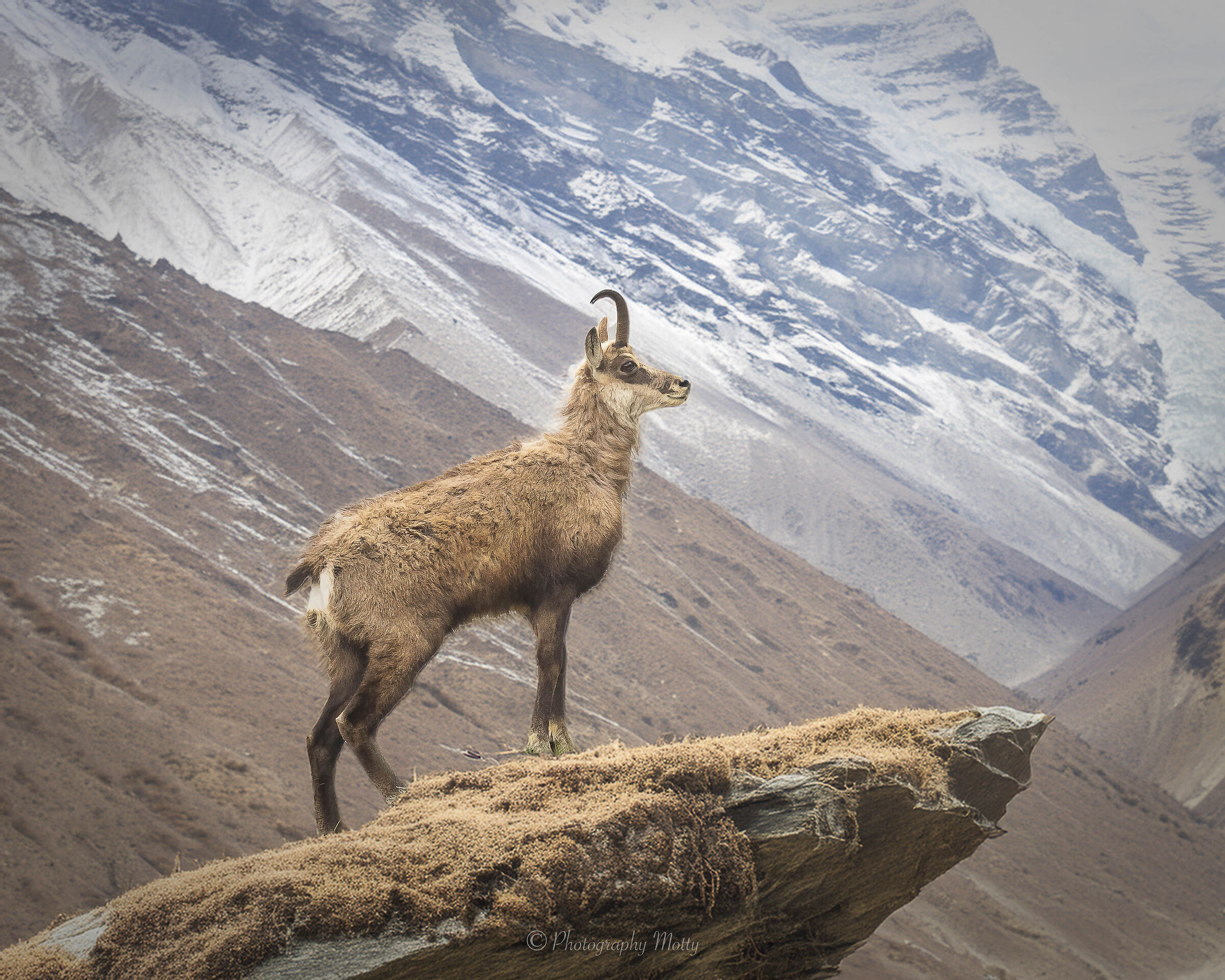 Camoscio vero sfondo AI