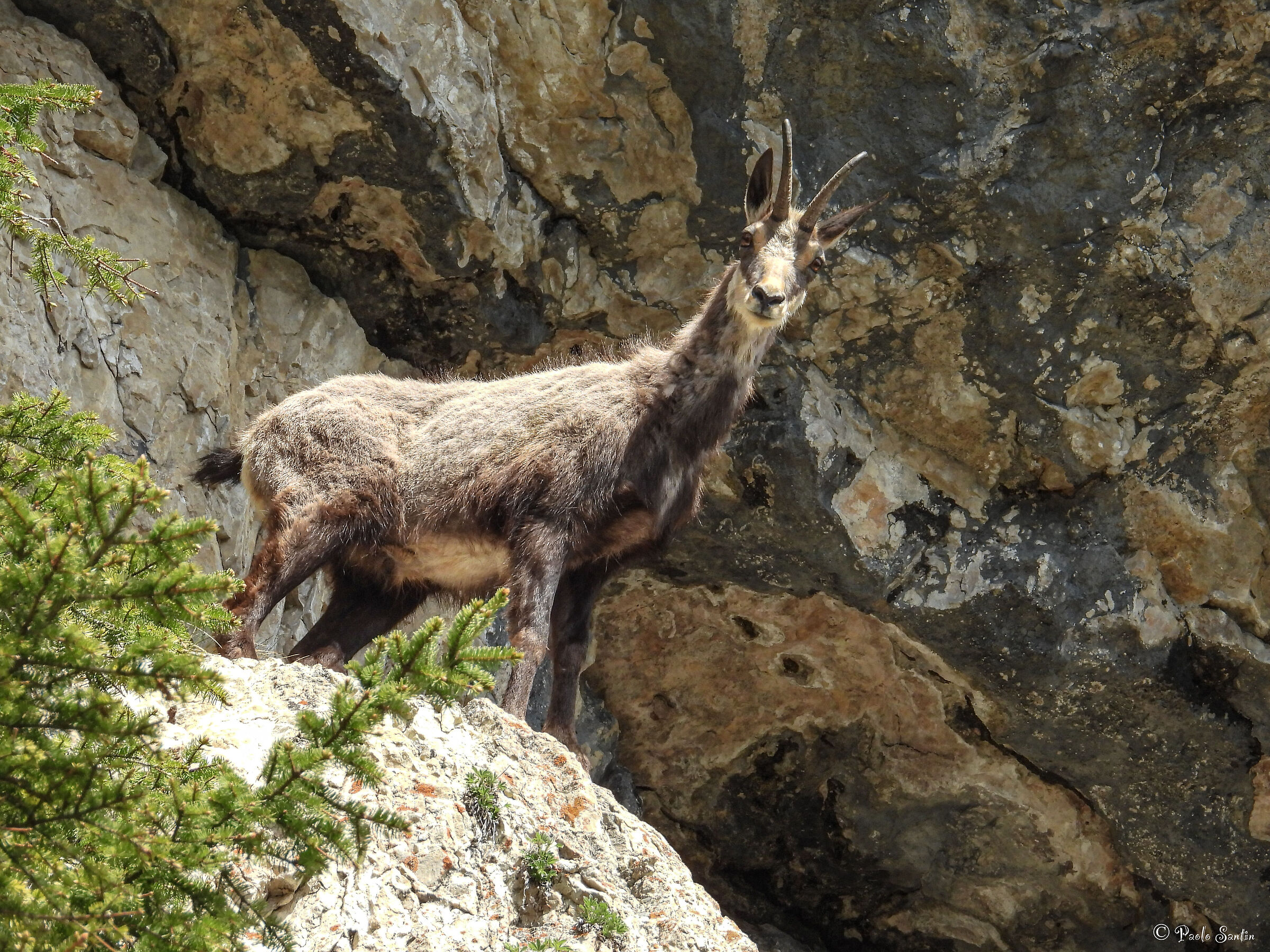 Alpine chamois in spring