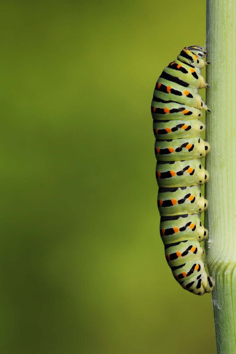 Caterpillar of swallowtail