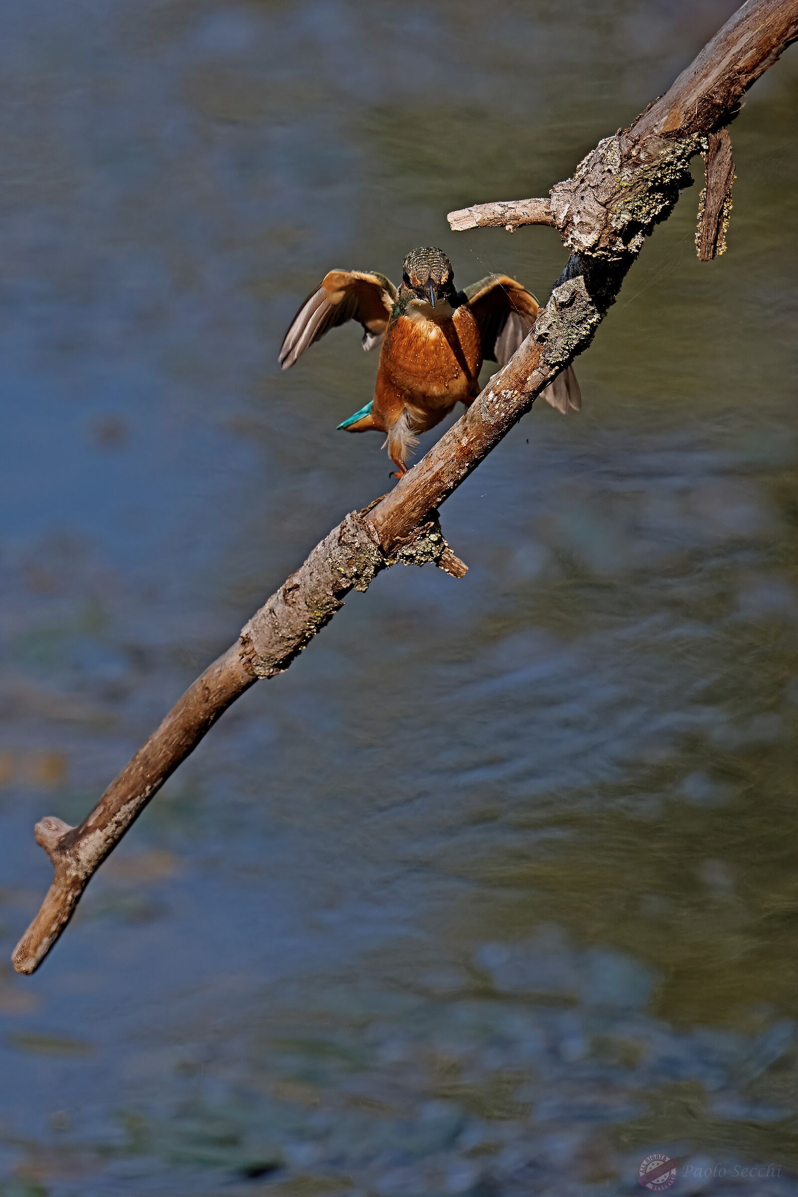 Arrival to the roost