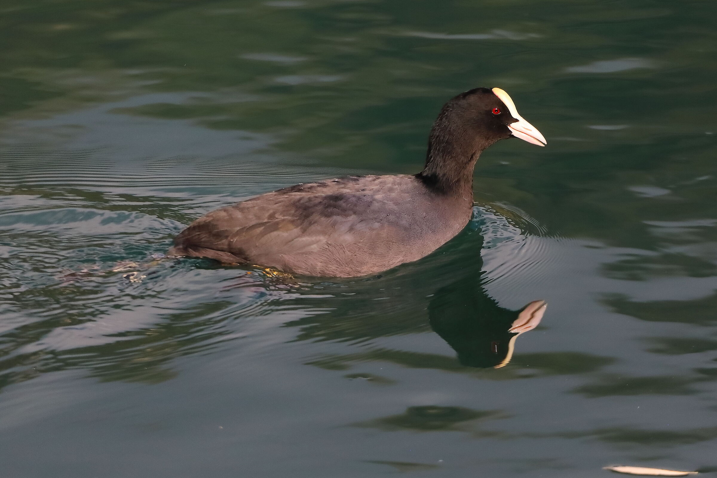 Folaga 21 ottobre 2024 - 0018