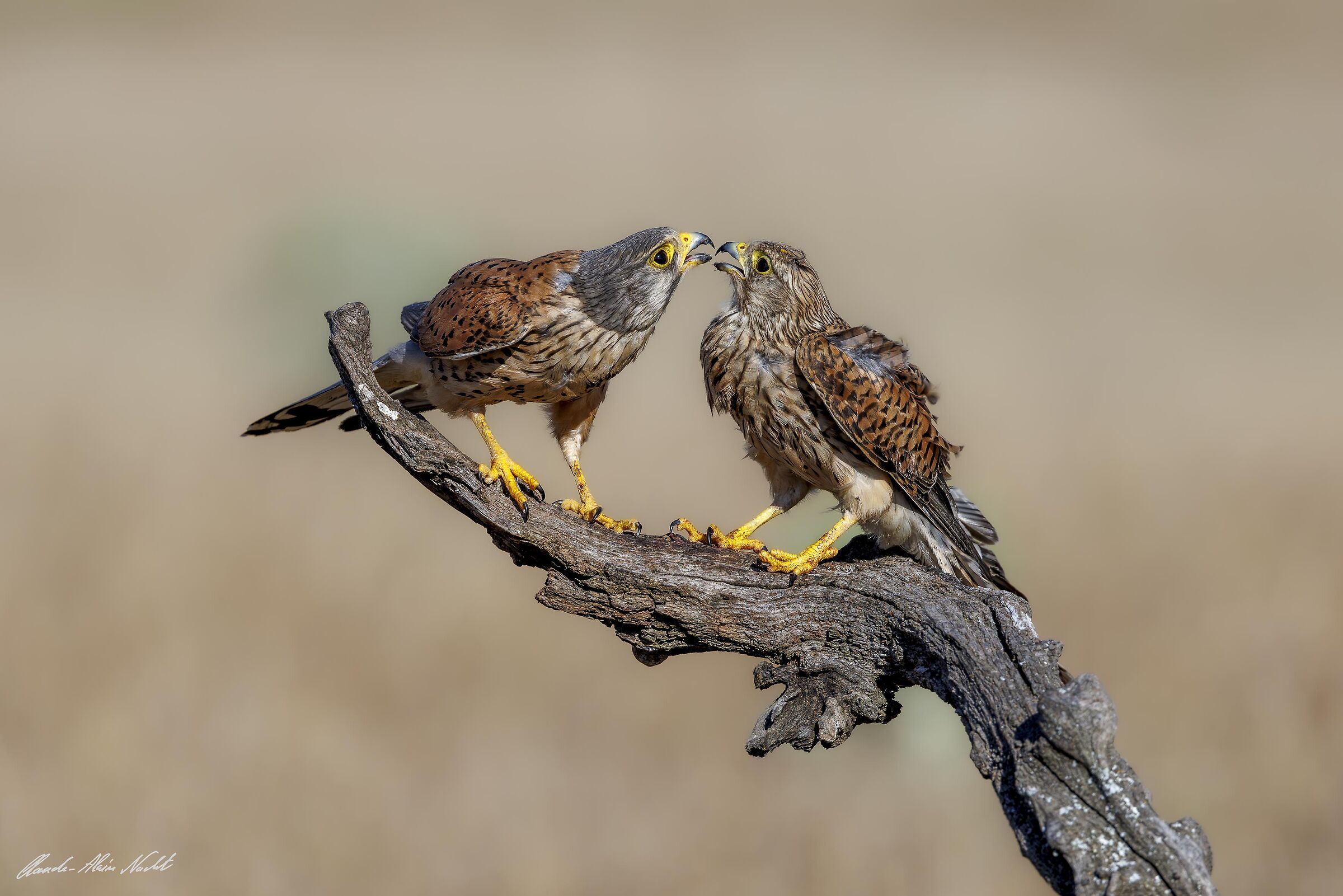 They love each other, kestrel couple
