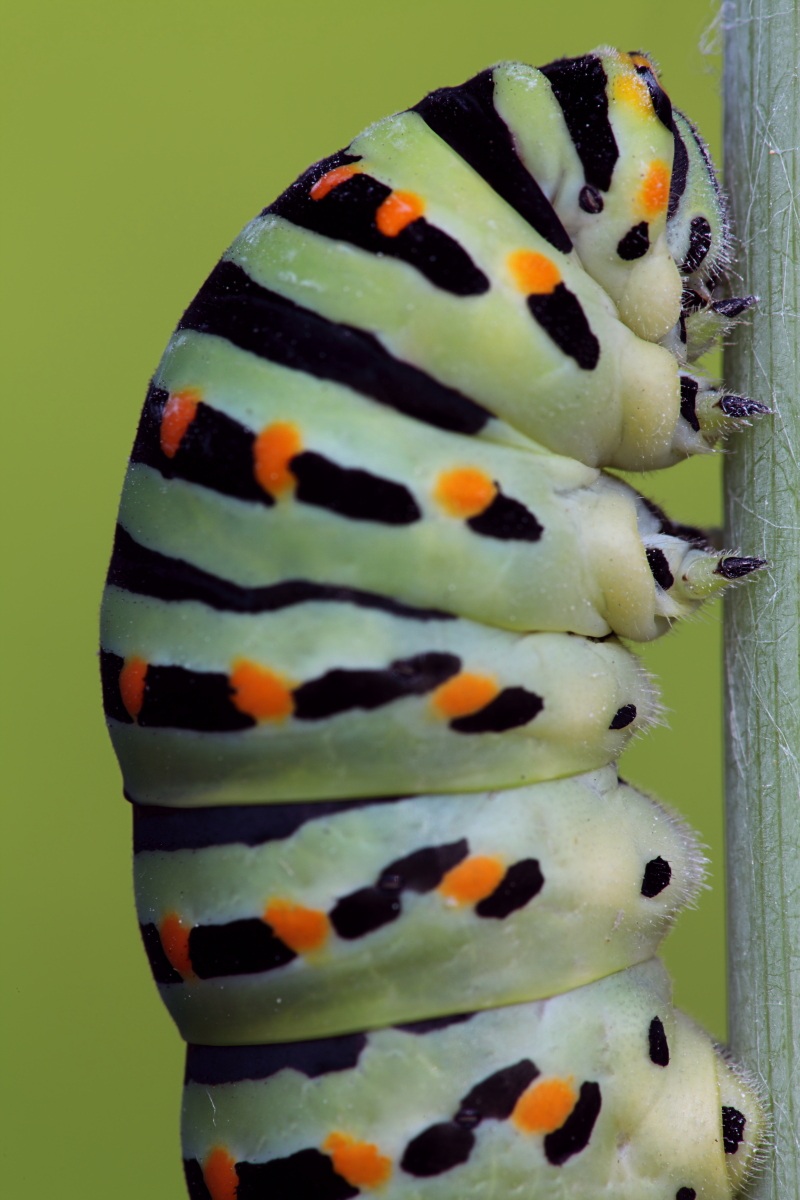 Caterpillar of swallowtail