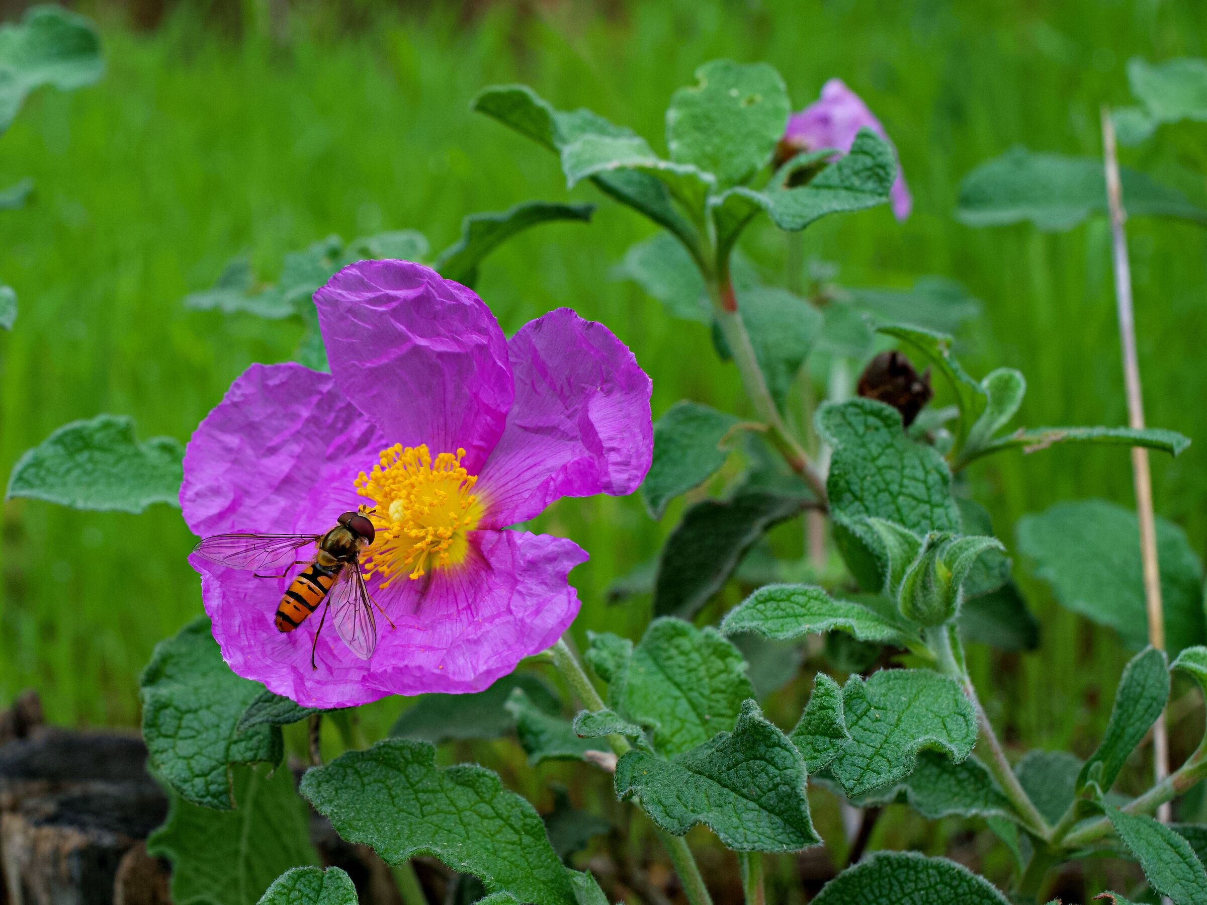 Episyrphus balteatus