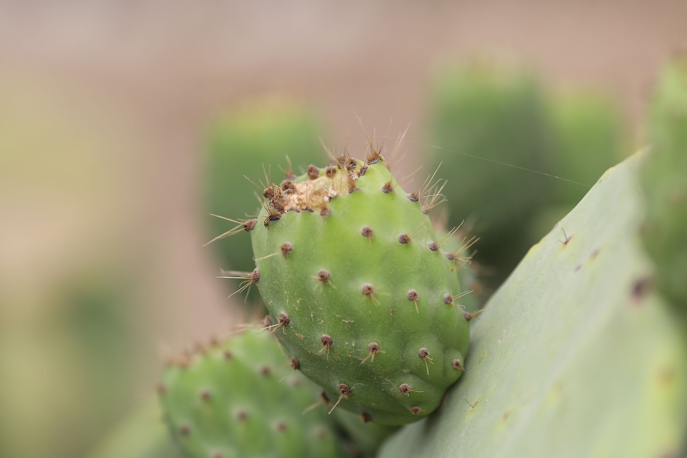 " Crop 189 " Canon 5 D IV, 135 F. 2 L usm+ TC 1.4x...