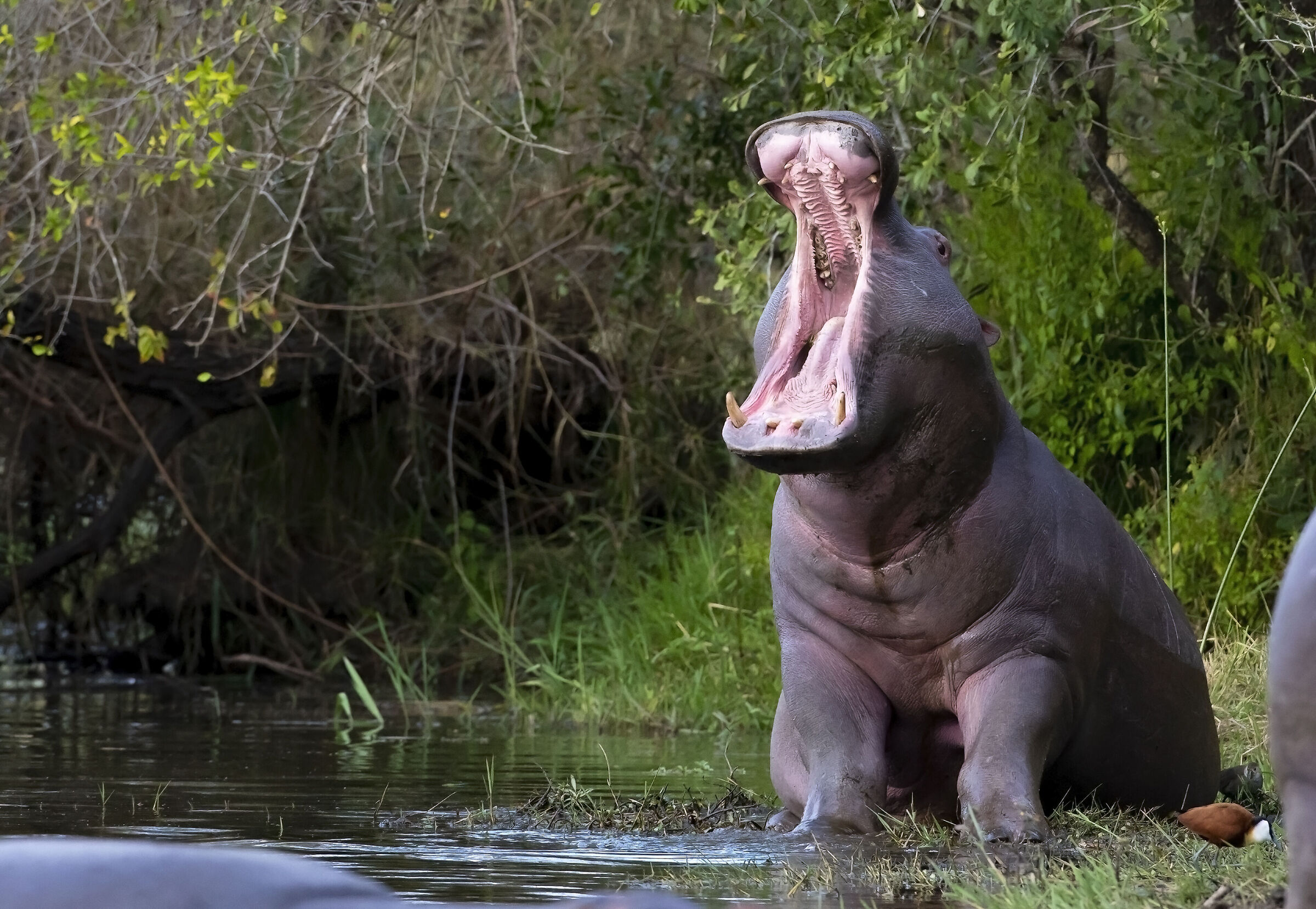 Hippopotamus