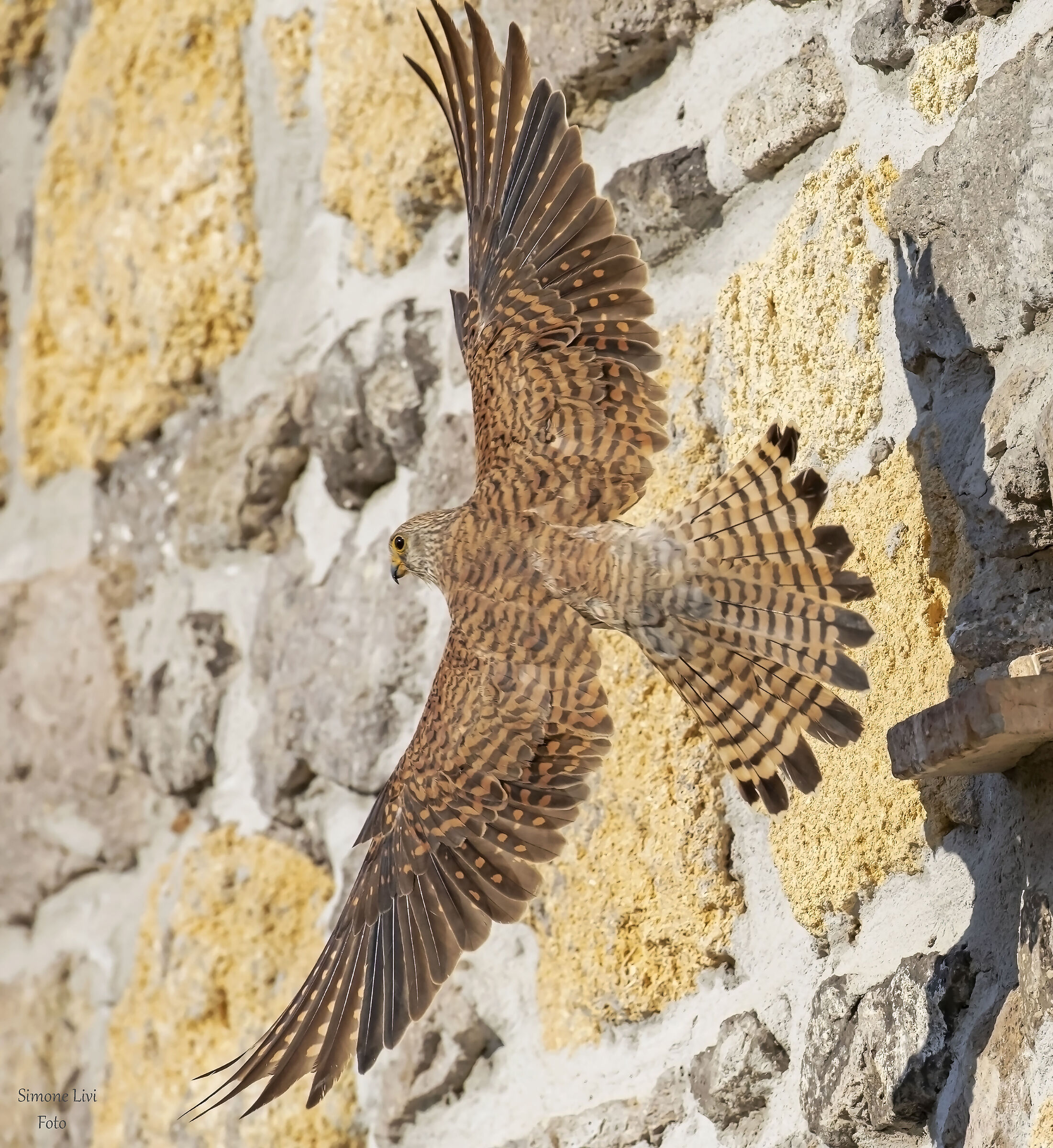 Falco Naumanni
