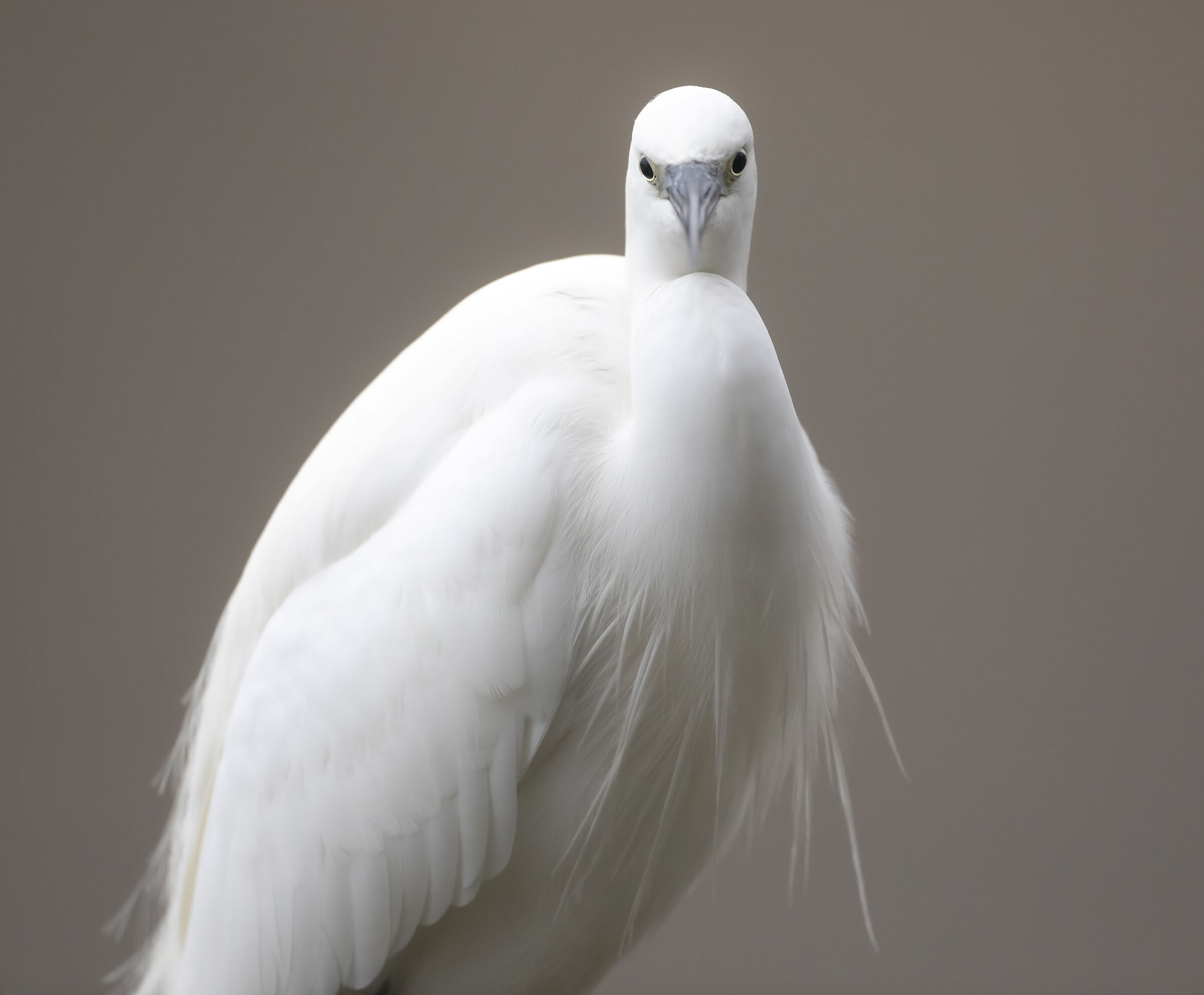 Egret