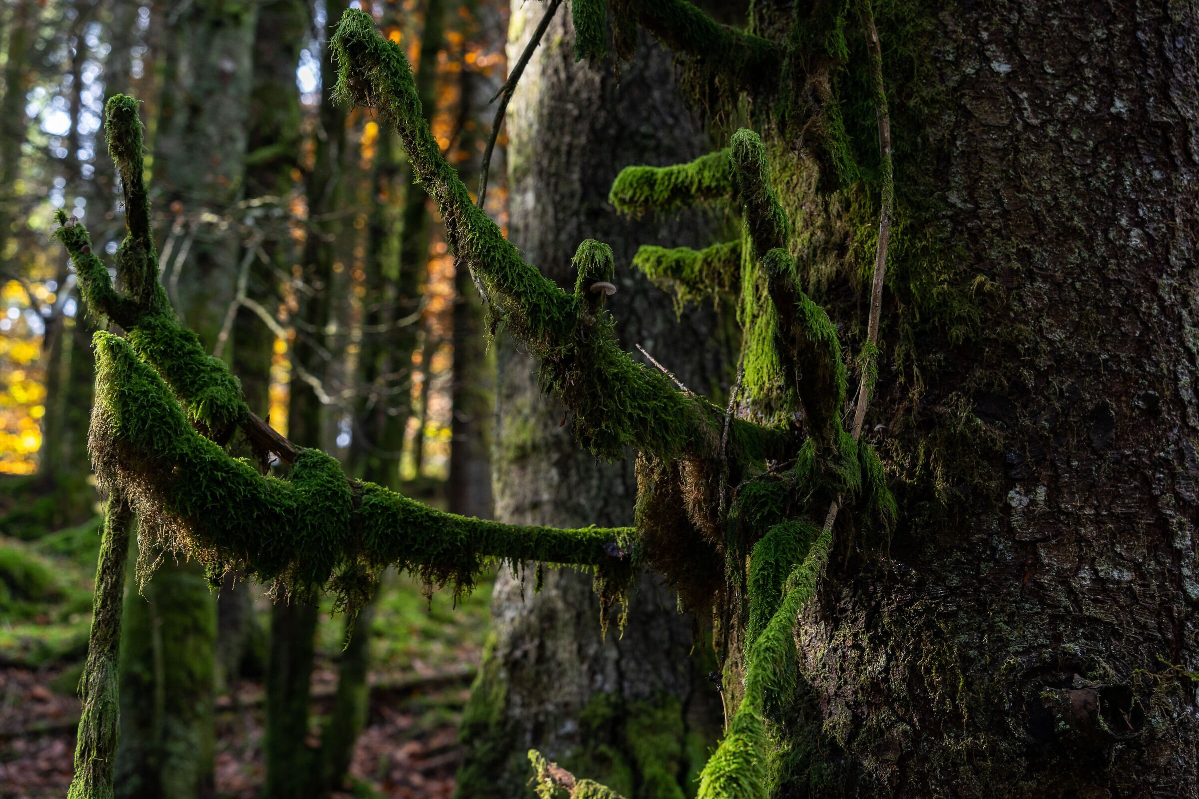 The enchanted forest...