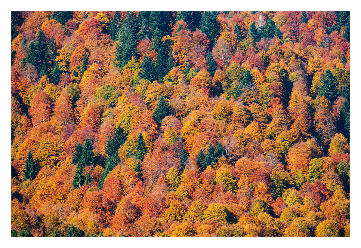 Foresta del Cansiglio